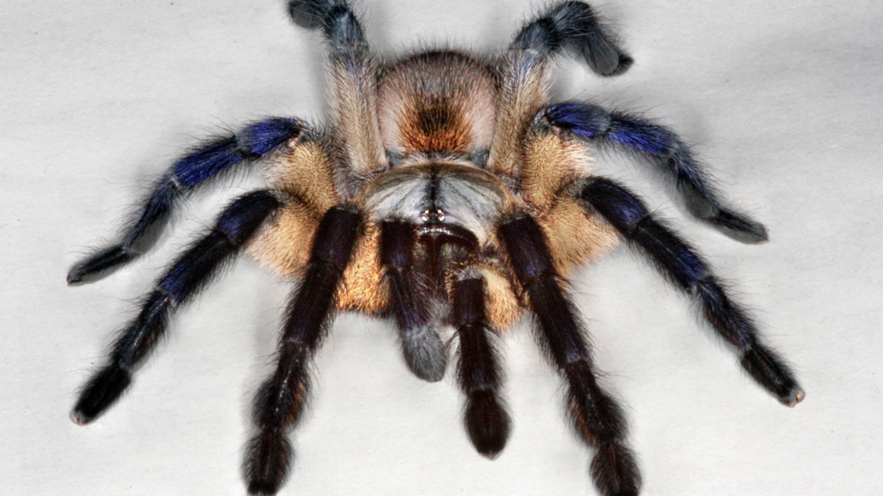 World's Prettiest Tarantula Takes Best in Show 2014 | National