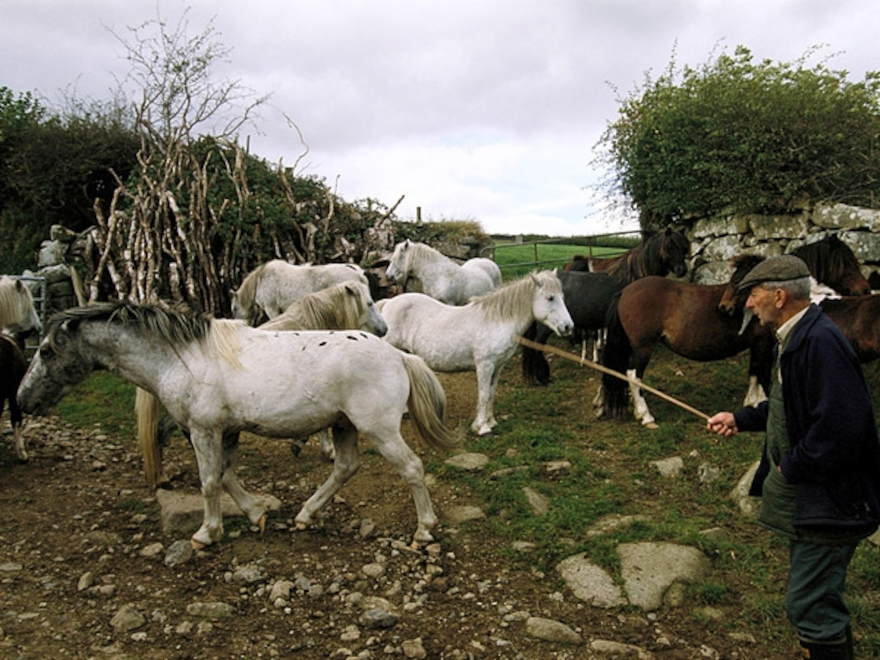 Man rounding up ponies