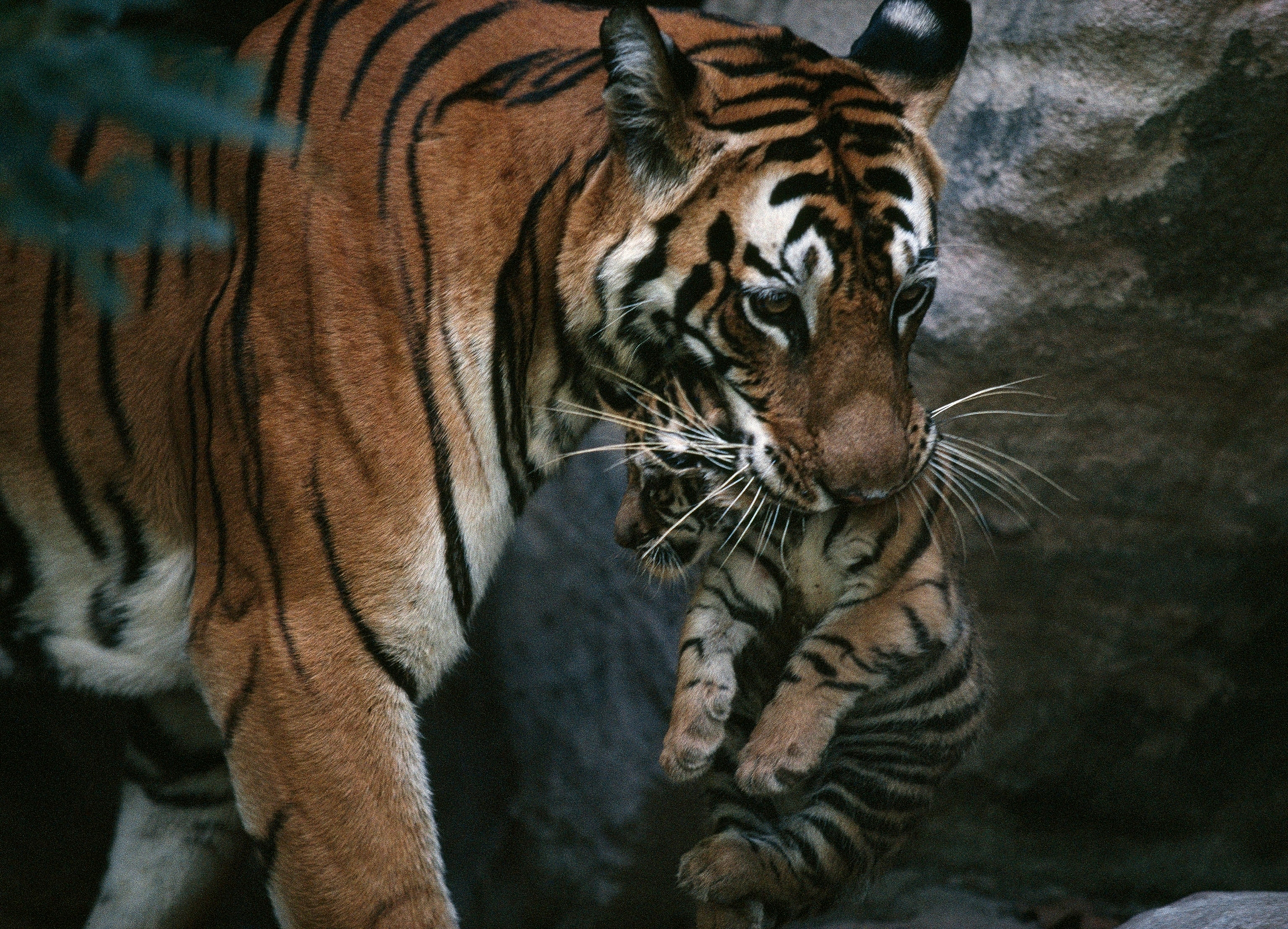 Indian tigress, Panthera tigris tigris, Sita, moves her cubs to protect them from predators.