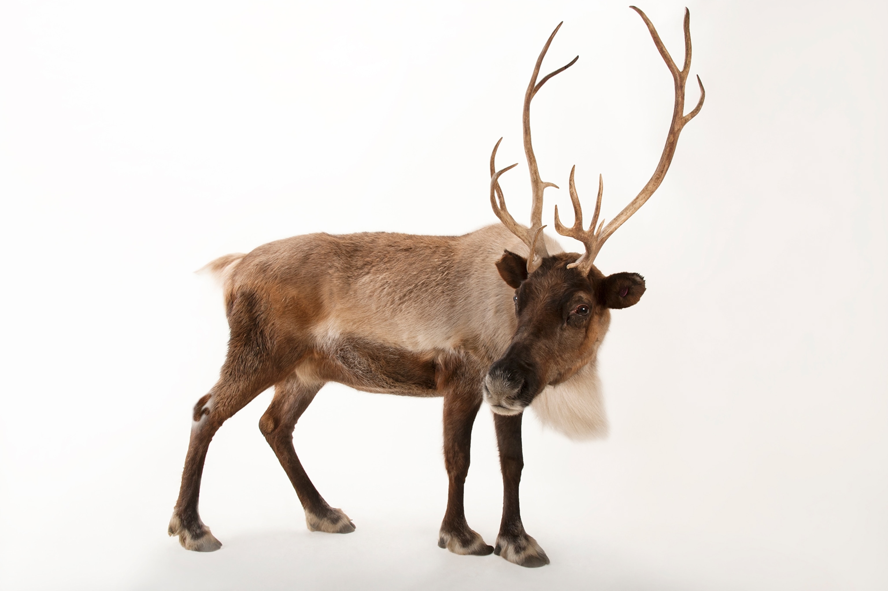 a reindeer taken at the Miller Park Zoo