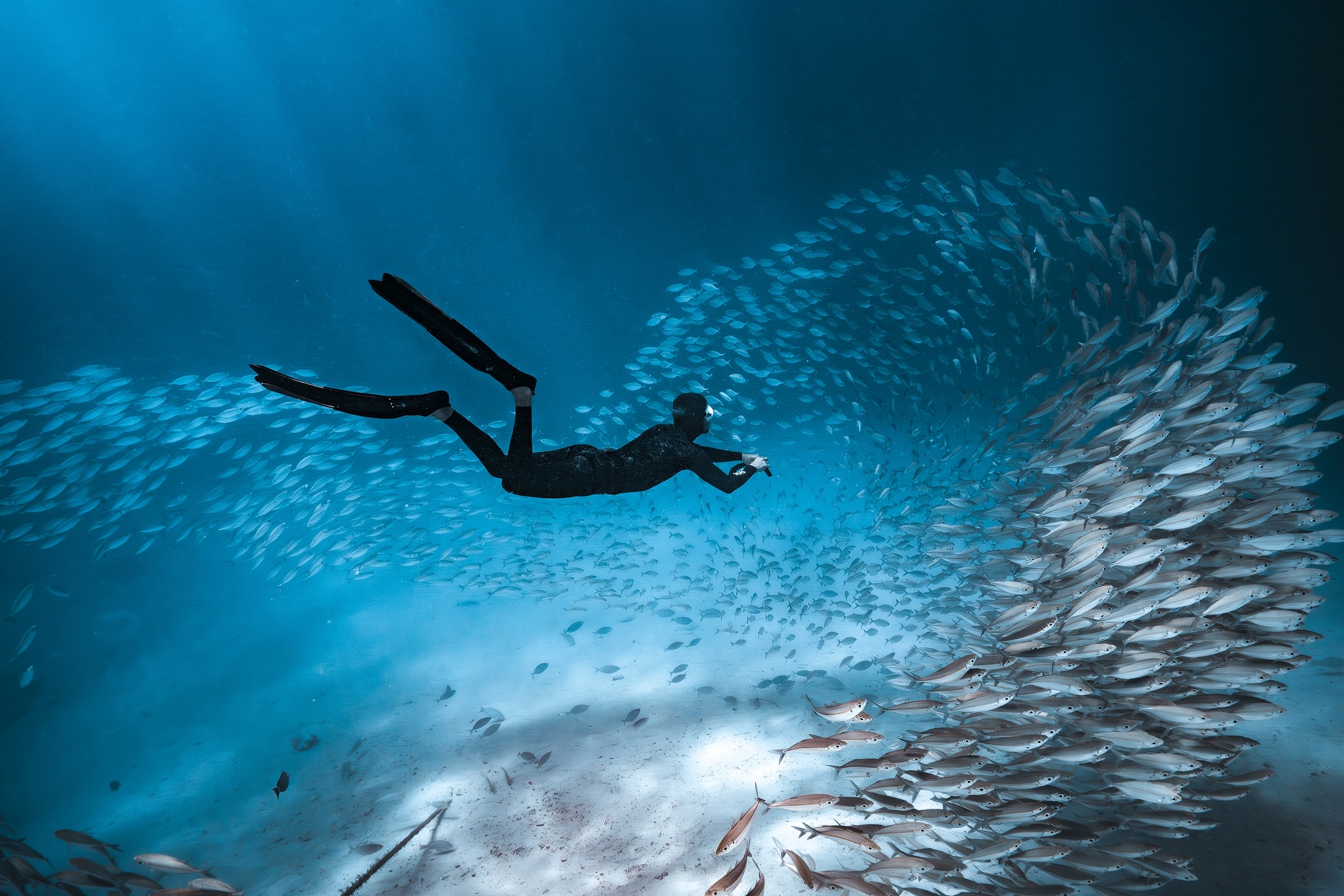 An underwater scene of a scuba diver approaching a swarm of small fish.
