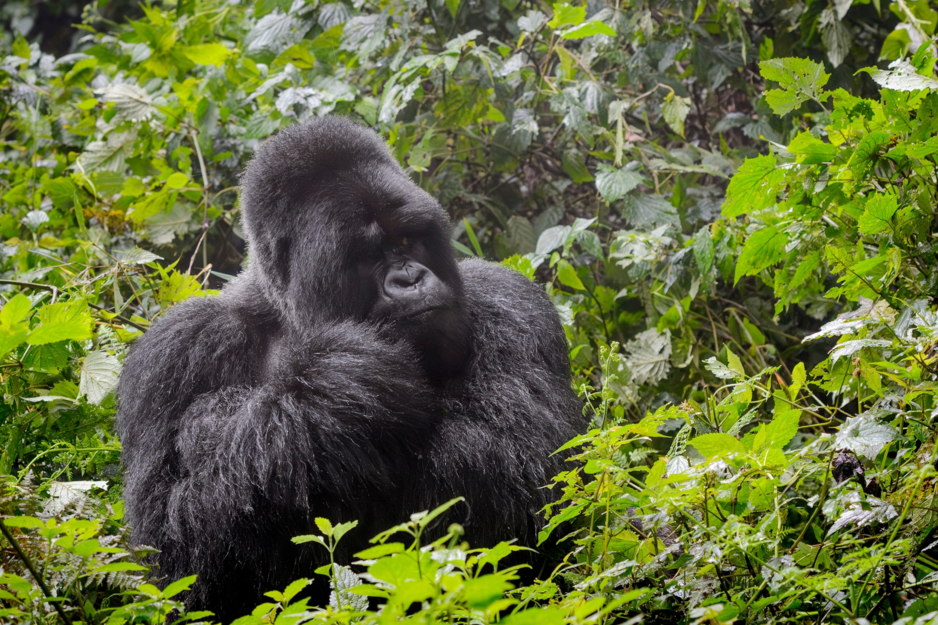 gorilla in a jungle