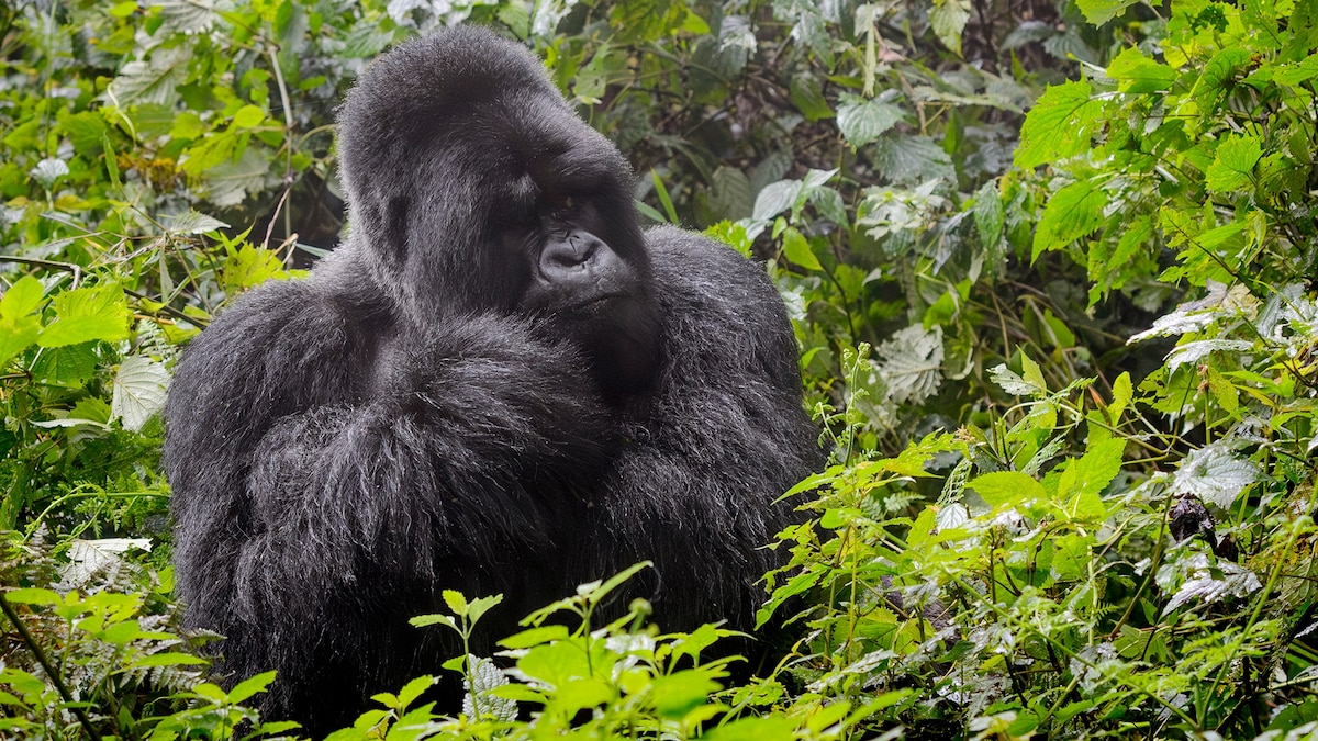 On the trail of Sir David Attenborough—7 destinations to visit