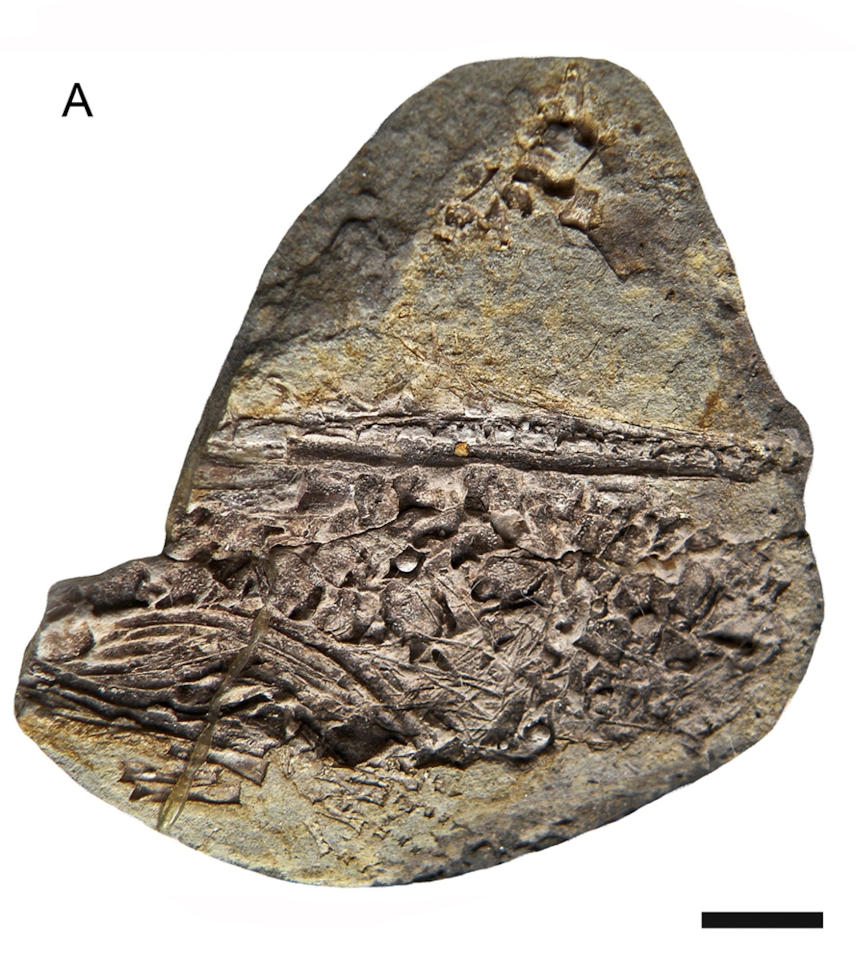 Oldest reptile embryo picture