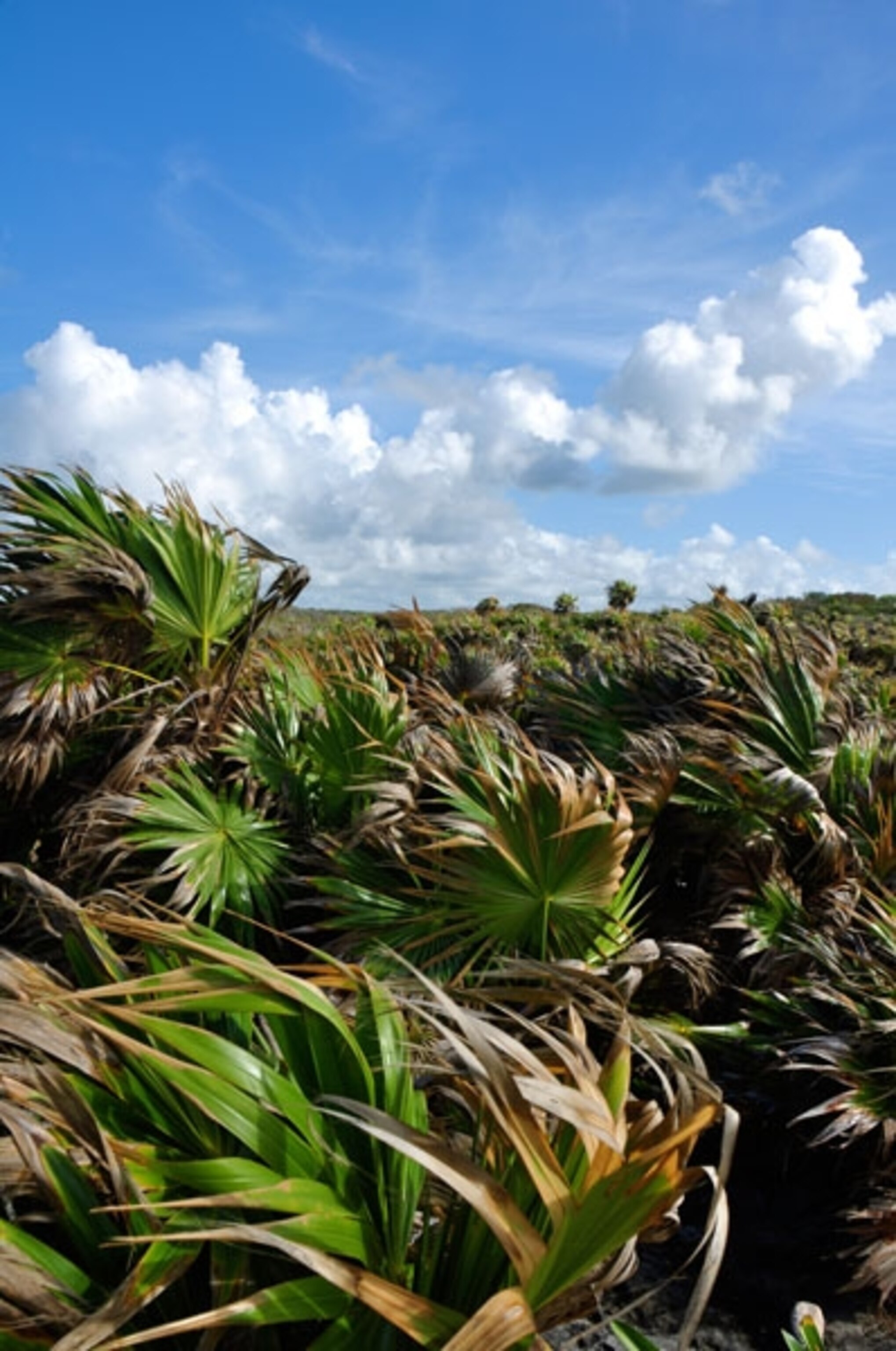 Trees wave in the wind in Tulum Mexico