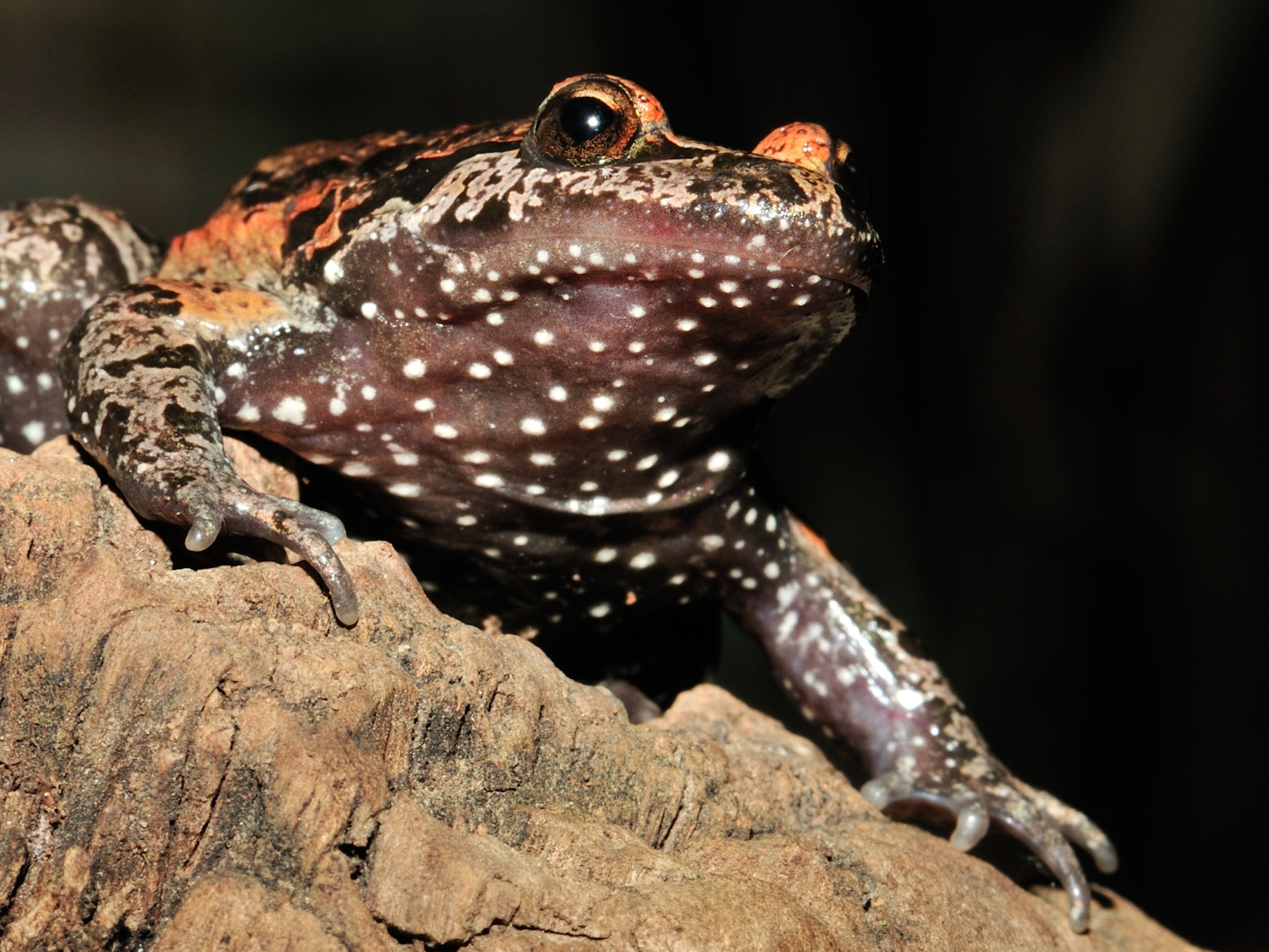 A reddish frog perches atop a rock.