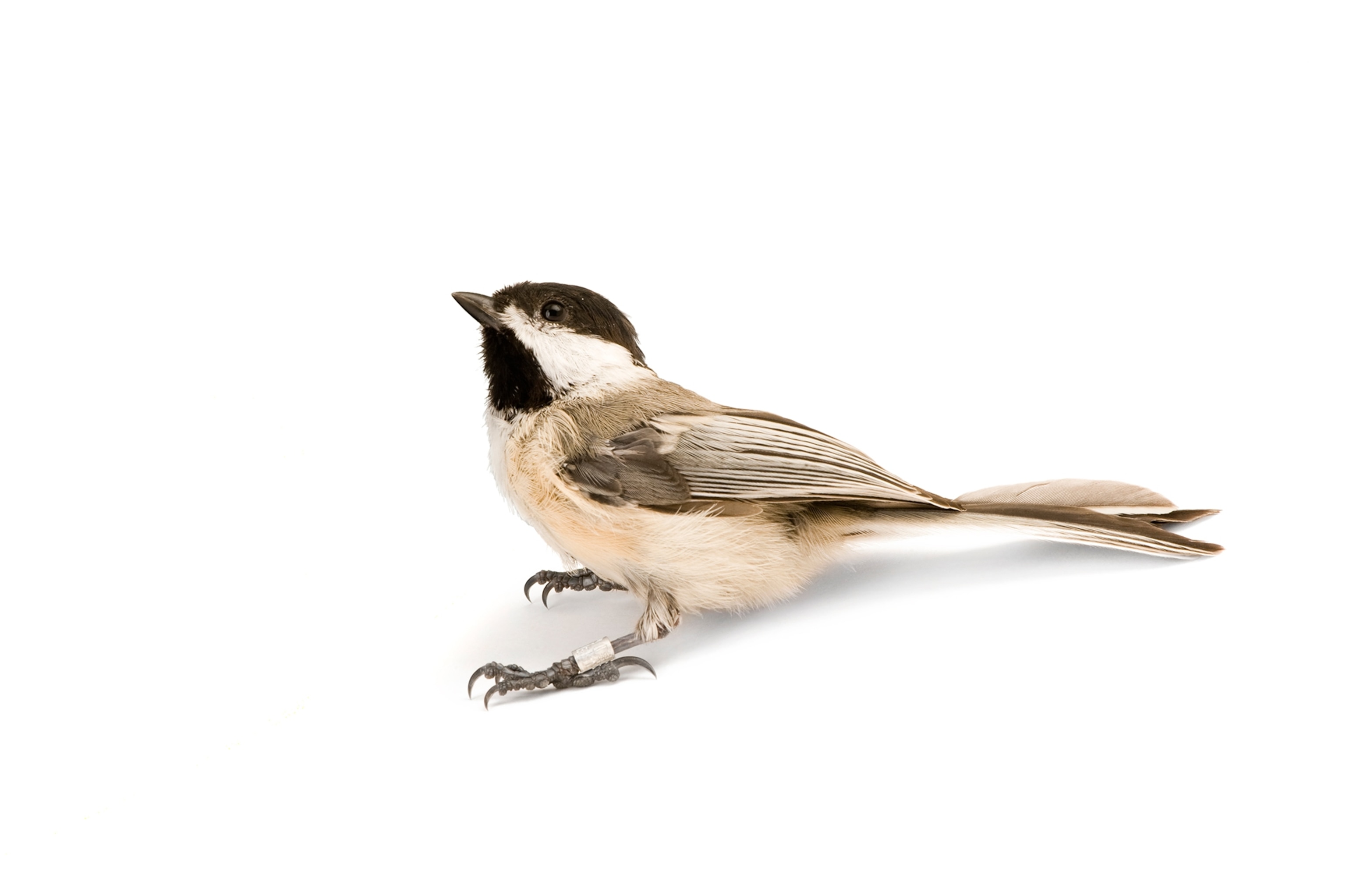 a chickadee taken in Omaha, Nebraska