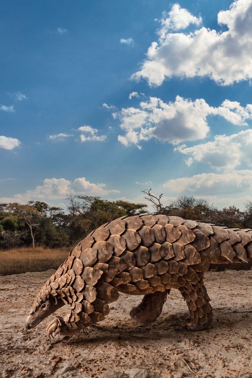 Pangolin Sign Taylor Gang Or Die Hand Sign