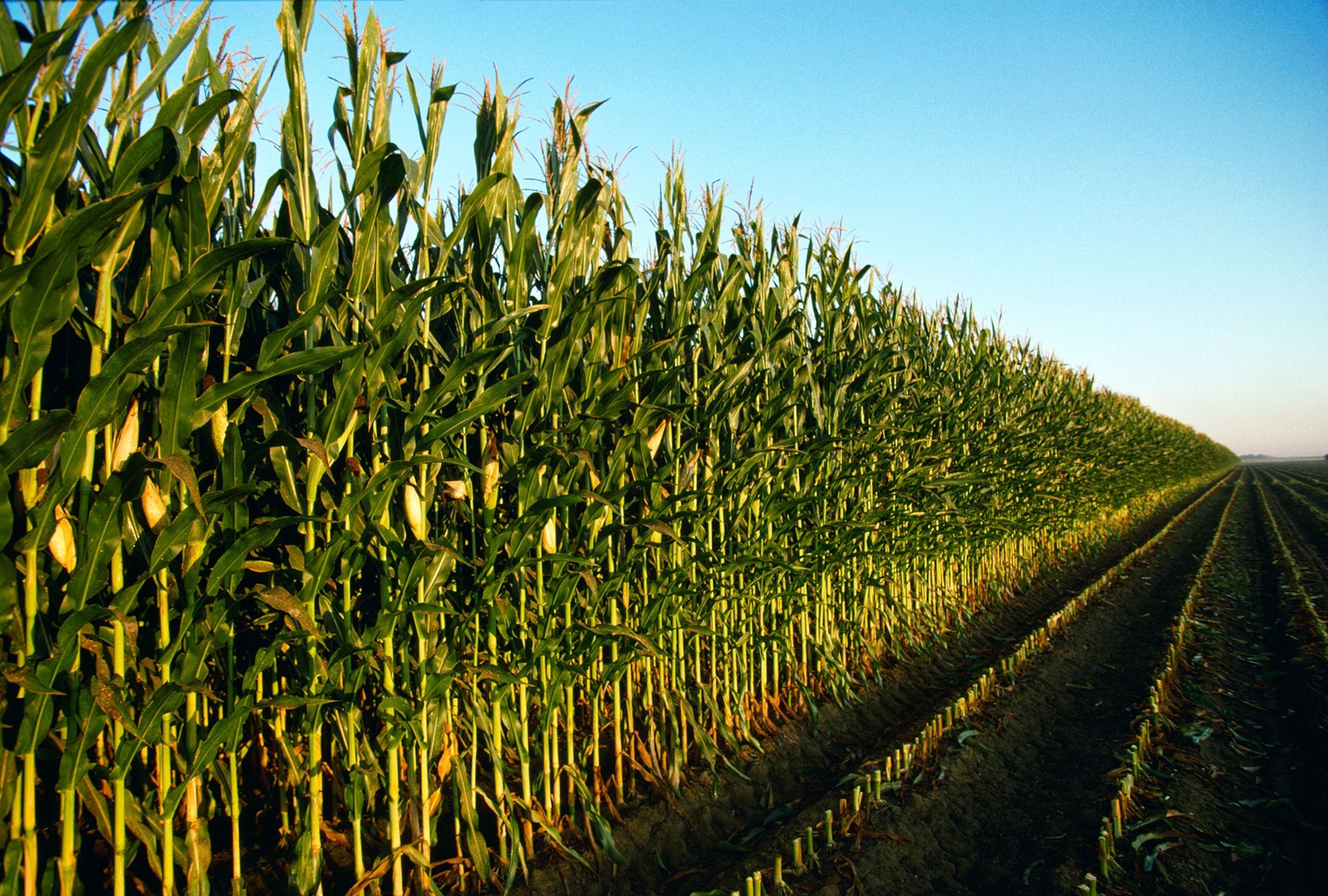 Iowa corn field
