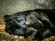 Hibernating Bears Keep Weirdly Warm National Geographic Hibernating Bears Keep Weirdly Warm National Geographic