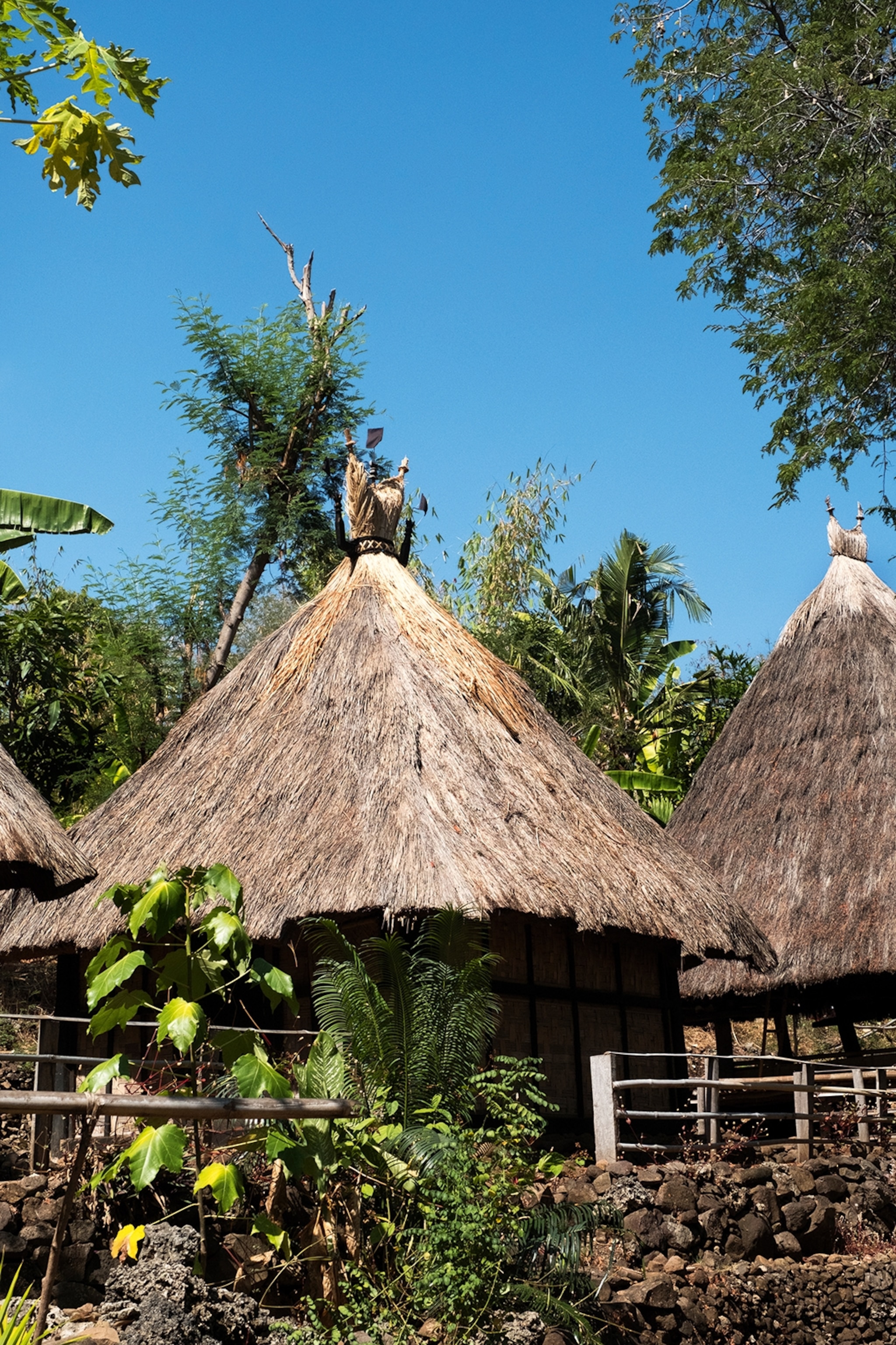 A row of bungalows with a wooden fence and tropical plants growing in between and in the background.