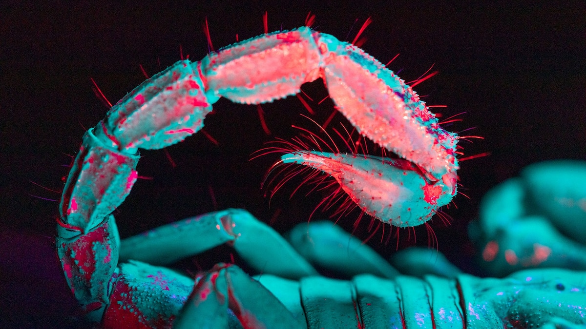 Pink squirrels and green sharks—why do so many animals ‘glow’ in UV ...