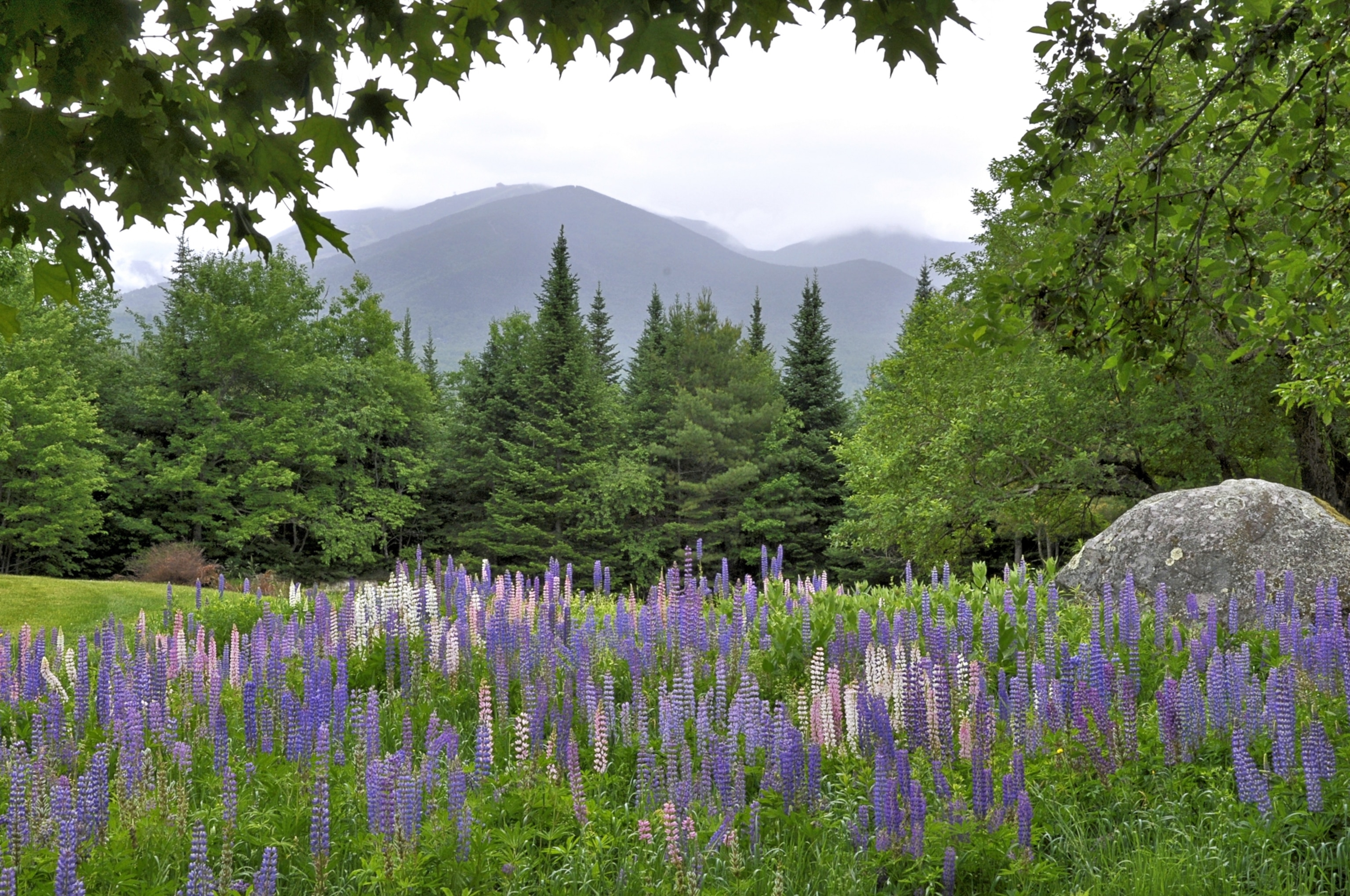 Scenic view from Sugar Hill, New Hampshire. Meadow of colorful lupine and tall evergreen trees with fog lifting from Cannon Mountain in Franconia Notch State Park.