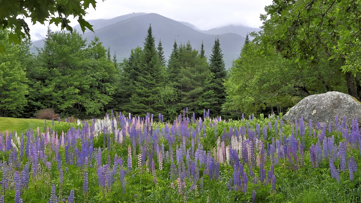 Why spring is the best time to visit the White Mountains
