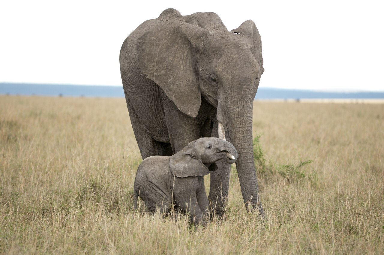 NationalGeographic_1970496.jpg?w=1280&h=