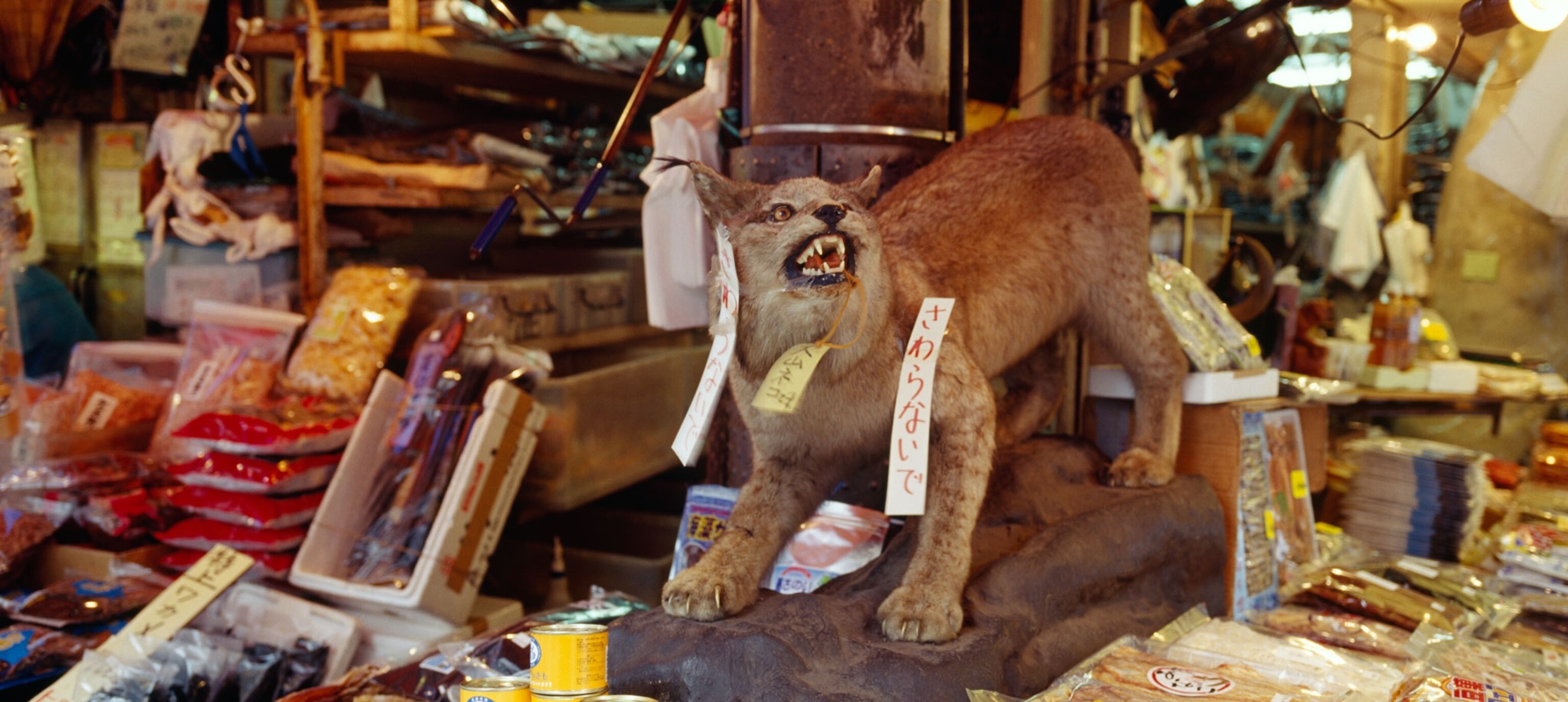 illegal wildlife for sale in store in Japan