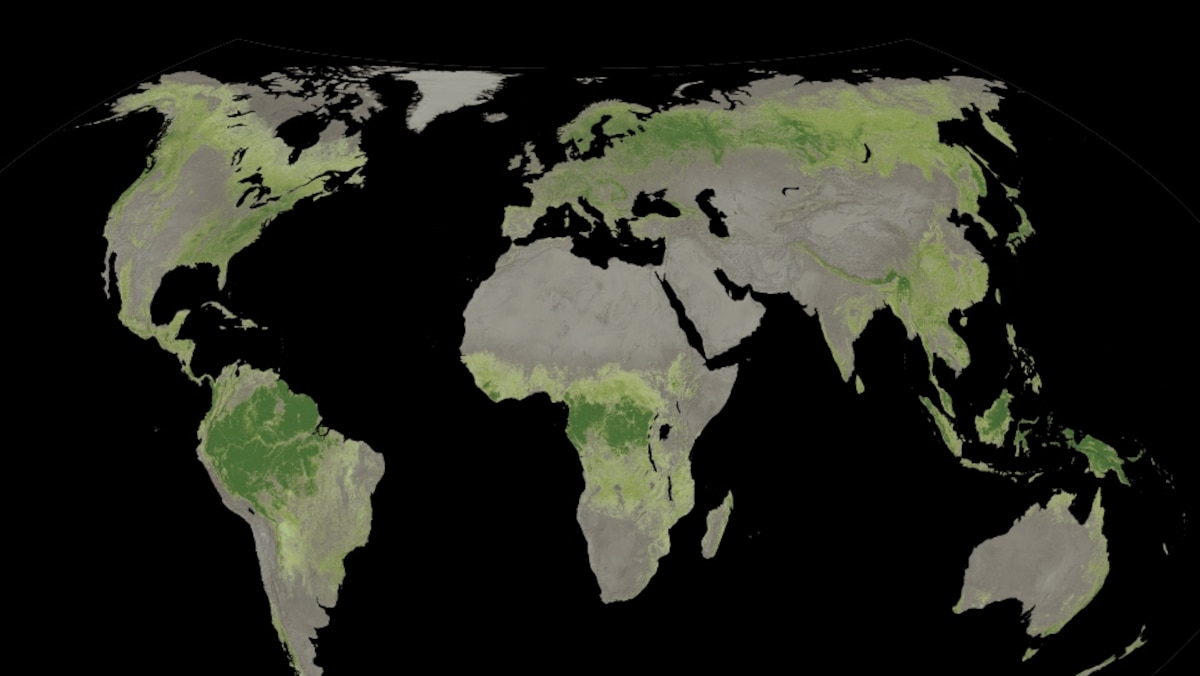 Why forests are our best chance for survival in a warming world ...