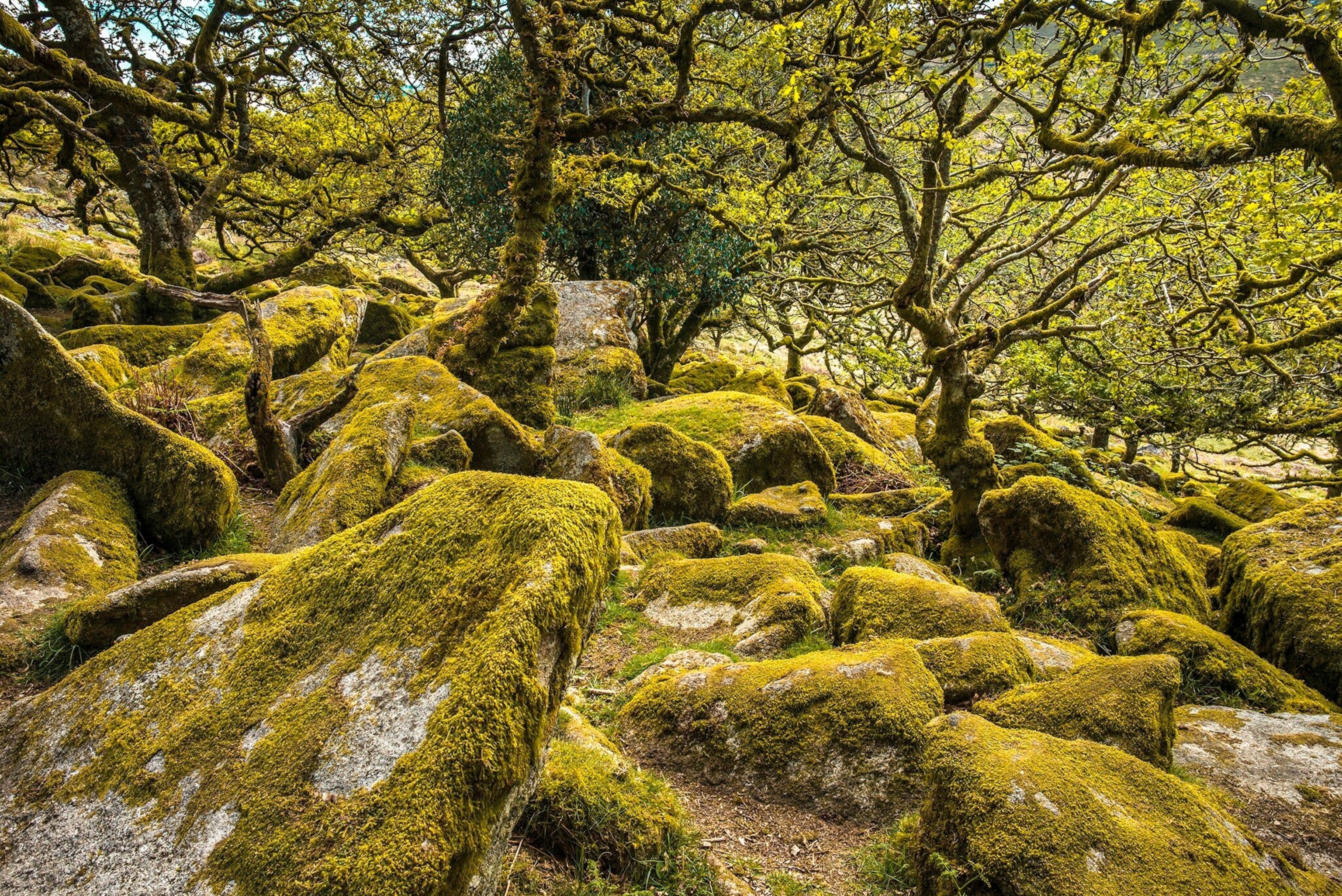 In the UK, rare temperate rainforests occupy just a tiny segment of the natural landscape. Although they're threatened, there are plenty of recovery projects underway to help protect them.