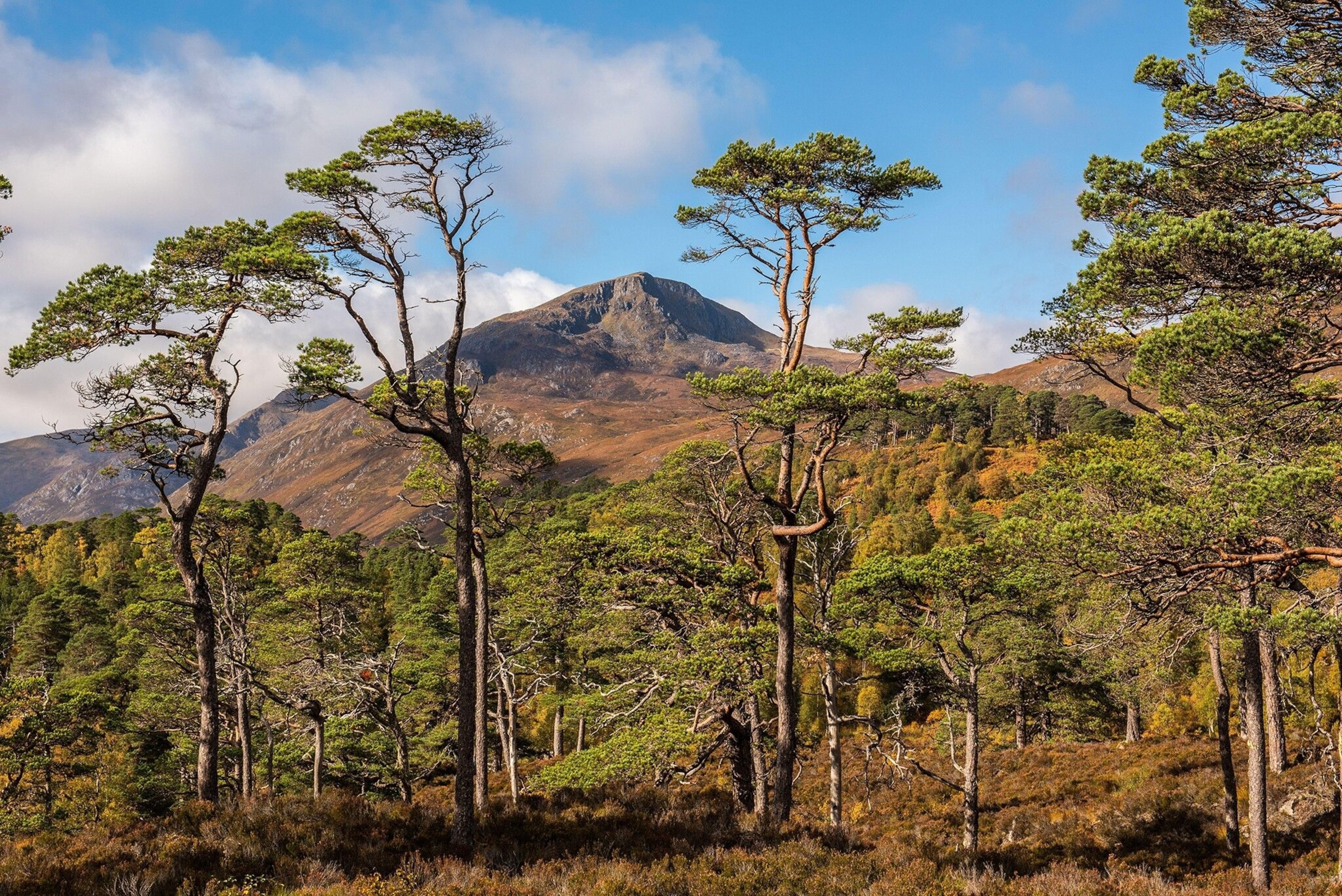 One of the UK’s largest rewilding projects takes place in the Affric Highlands; the mountain range surrounding Loch Affric.