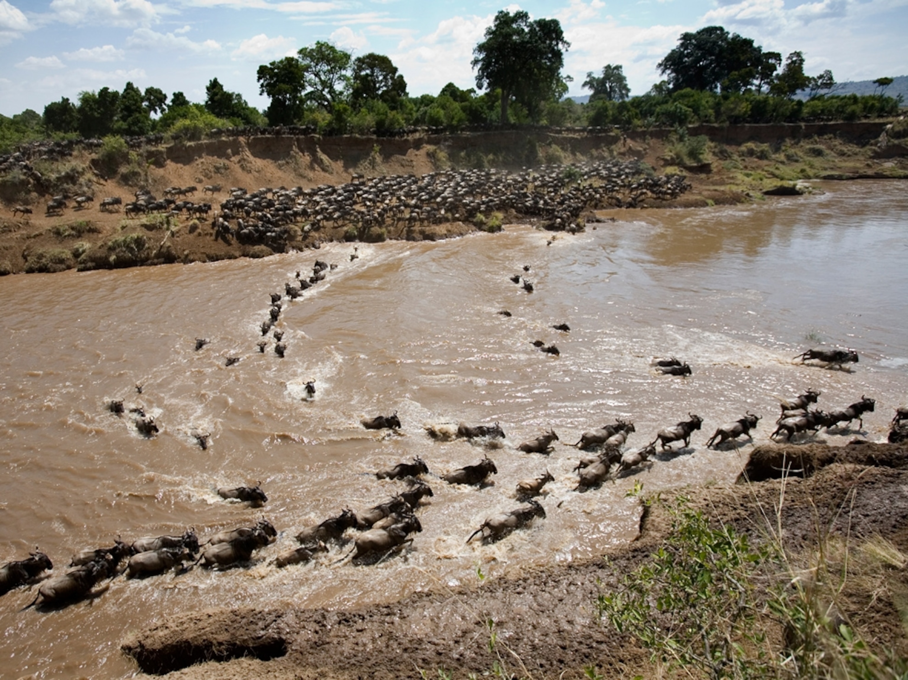 Migrating wildebeest.
