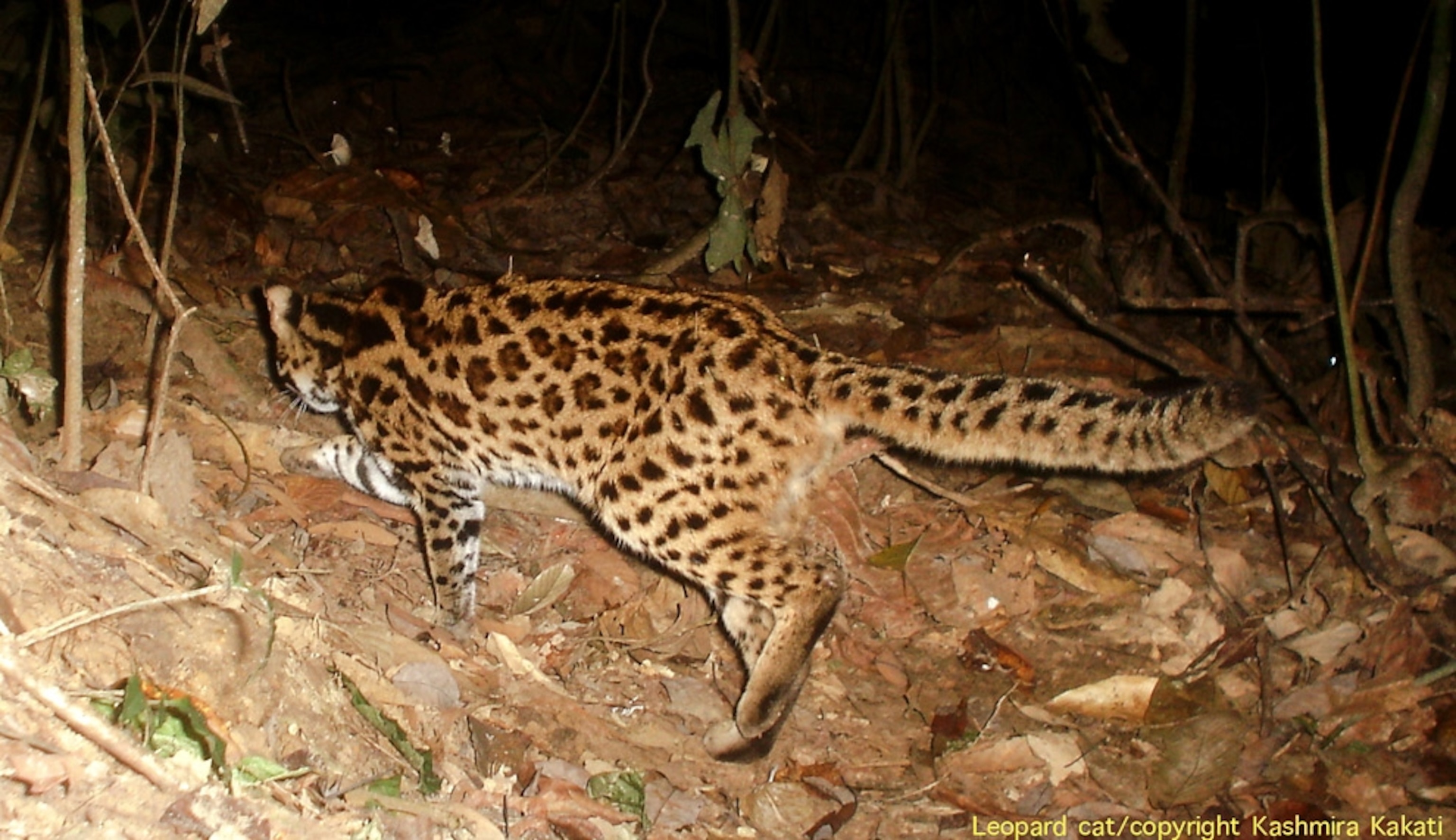 Picture of a leopard cat in an India rain forest