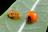 Why Bugs Tarantulas And Other Creatures Shed Their Skin National 