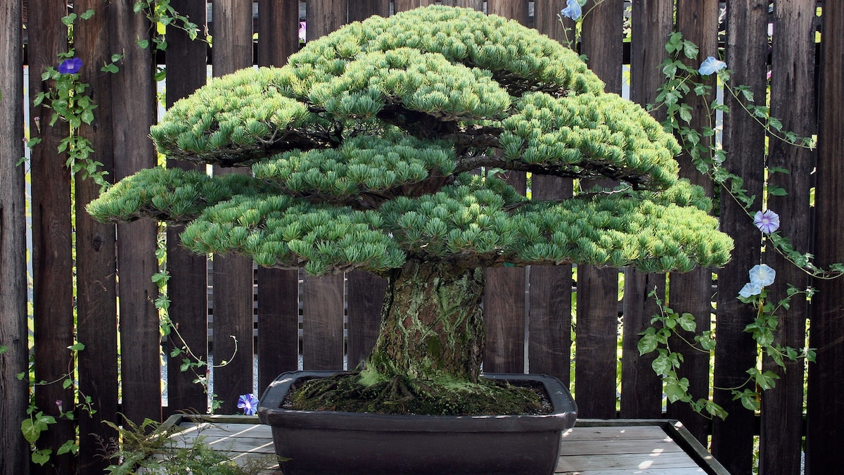 japanischer spindelstrauch bonsai Japanischer Spindelstrauch Microphyllus Albovariegatus - Euonymus japonicus  microphyllus Albovariegatus main image 1