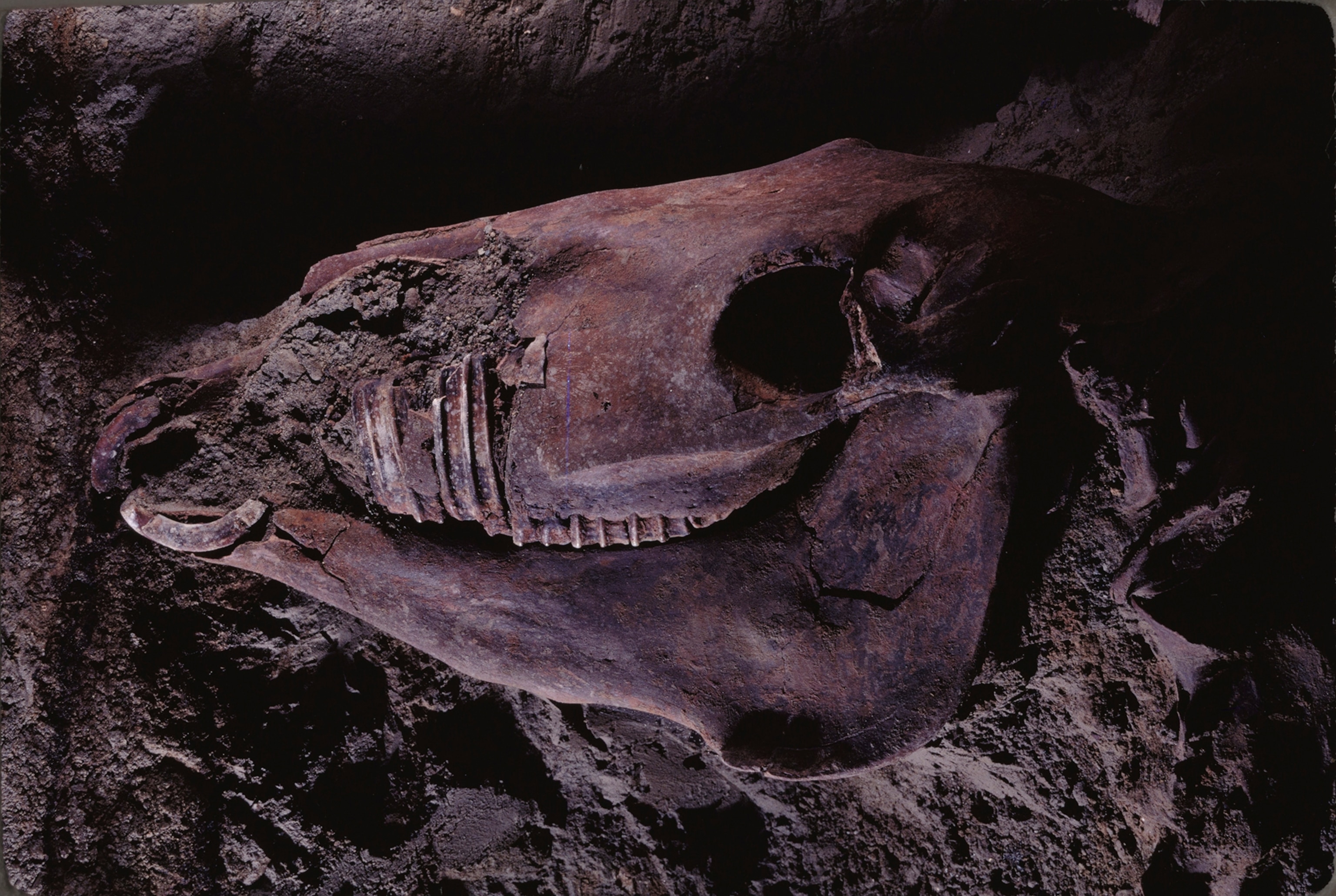 A horse skeleton from the remains of ancient Herculaneum.