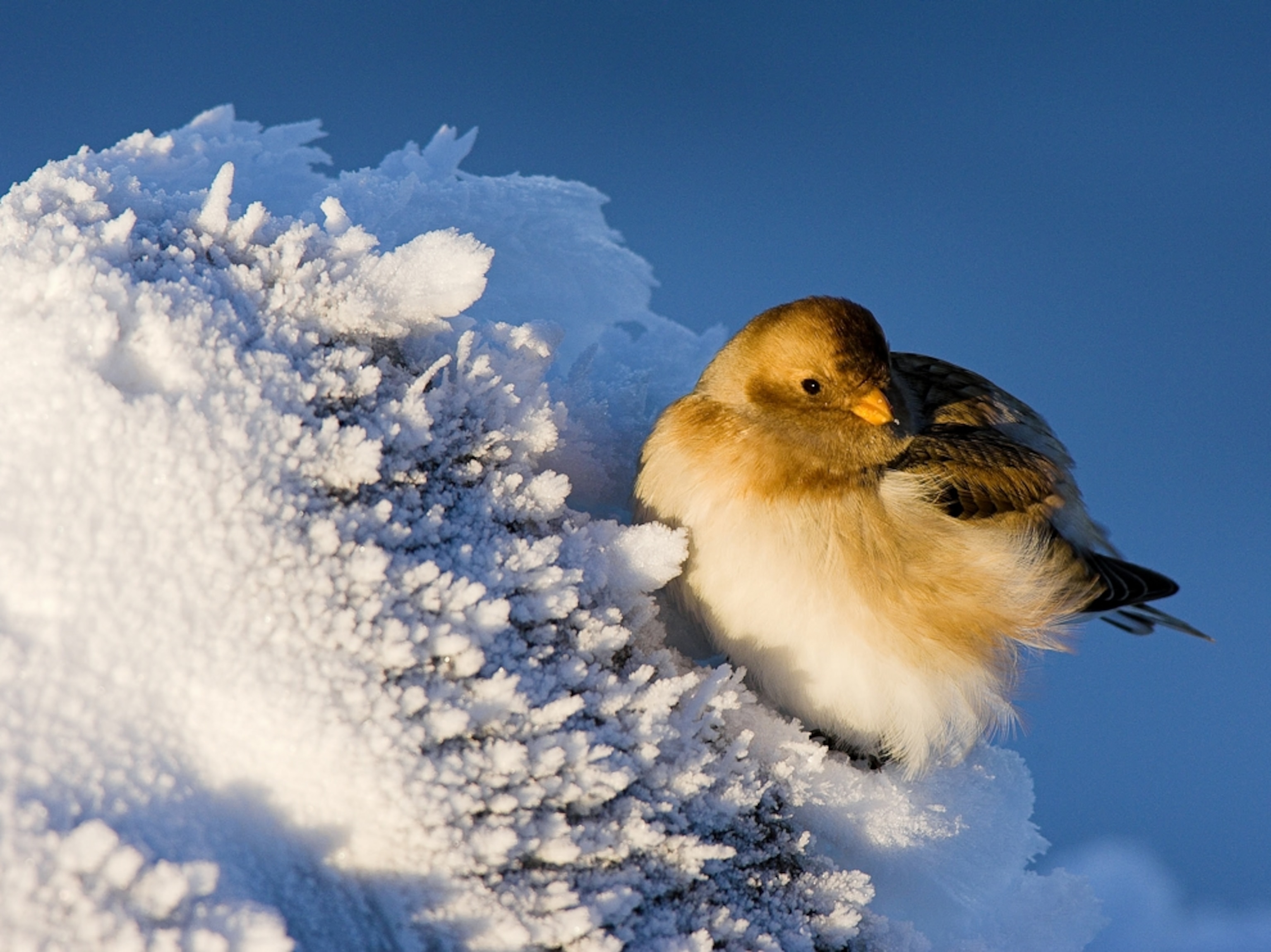A snow bunting on a snow-covered boulder