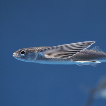 Flying Fish | National Geographic | National Geographic