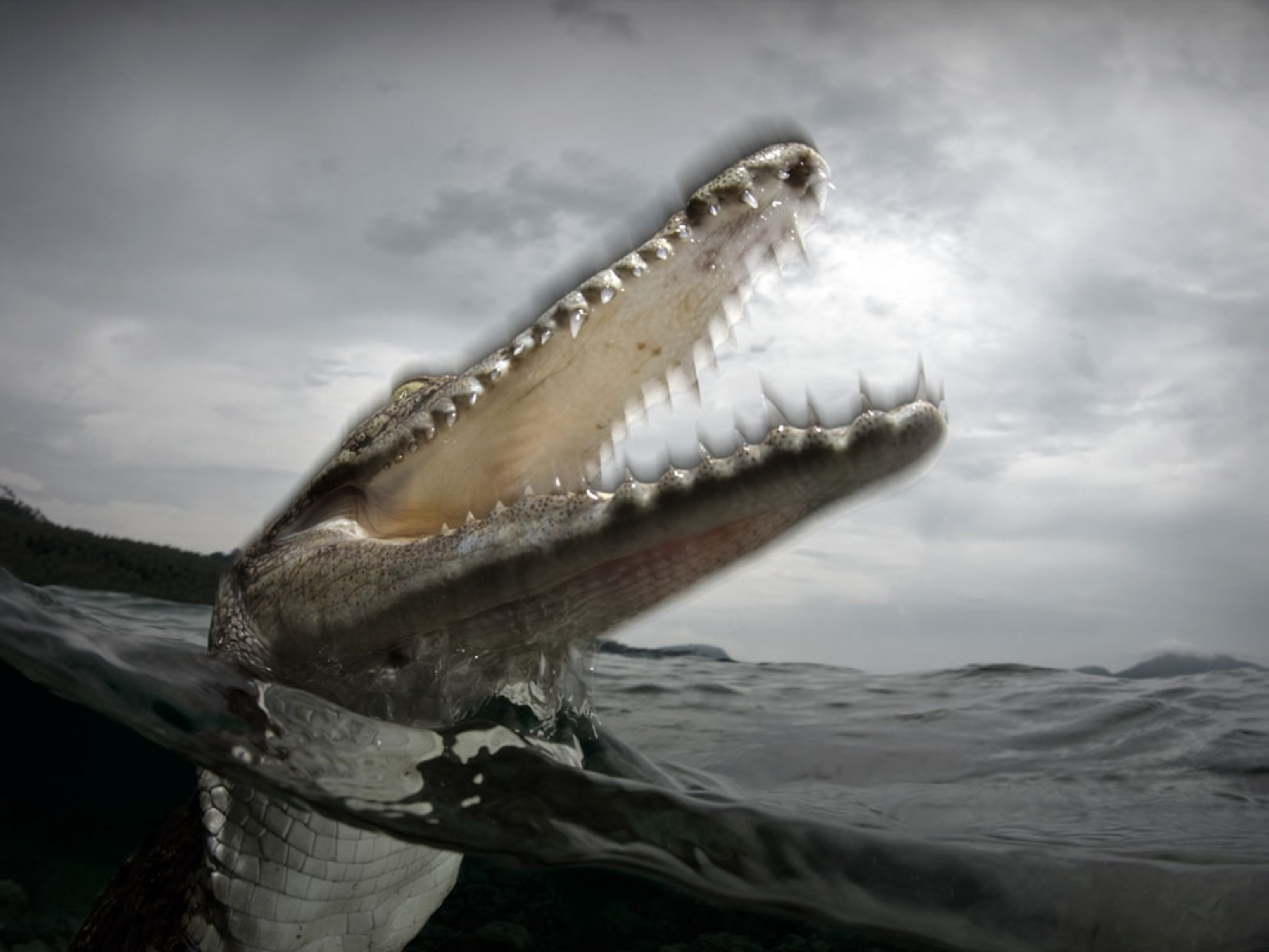 Saltwater crocodile lunging out of water