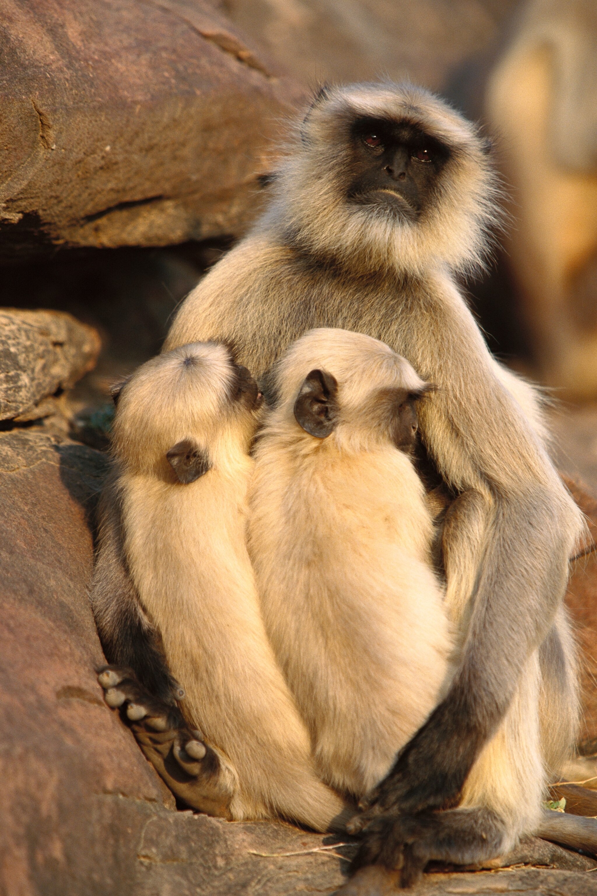 30 Sweet Moments Between Animal Moms and Babies