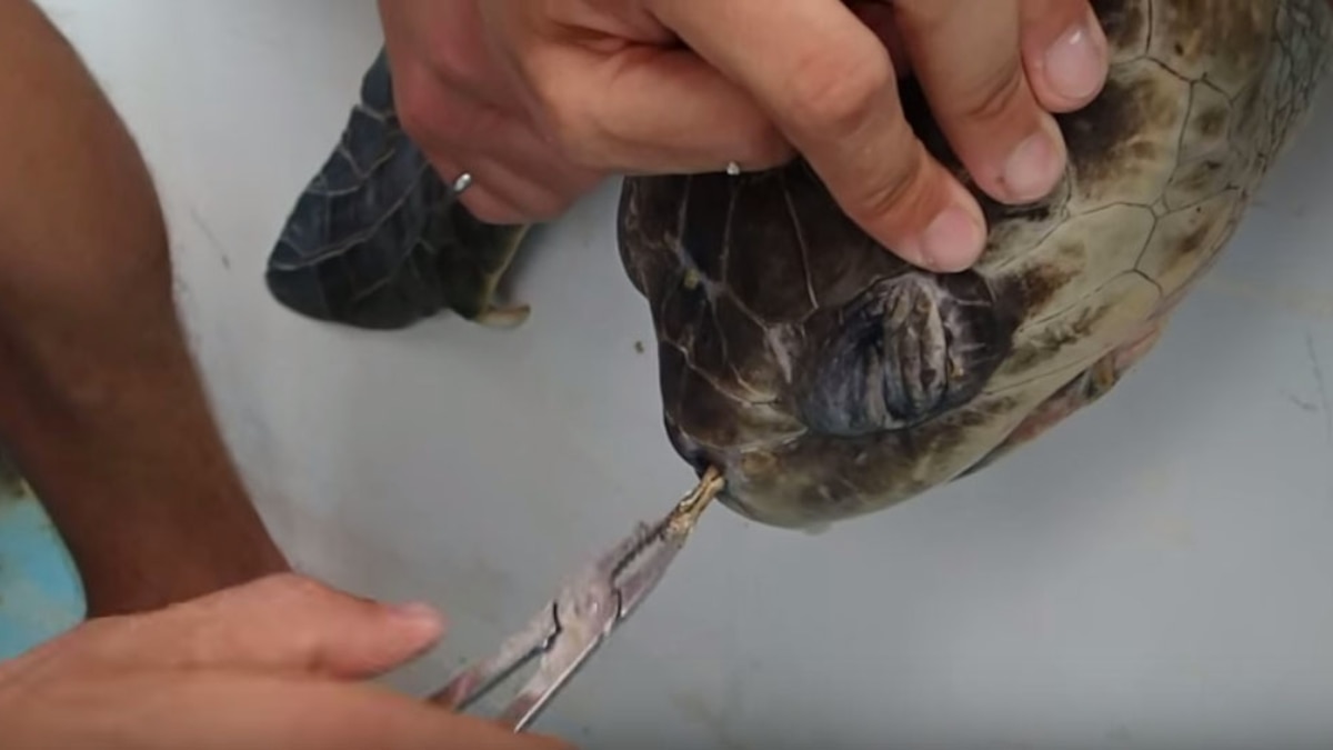 Researchers Remove Plastic Straw From Sea Turtle's Nose