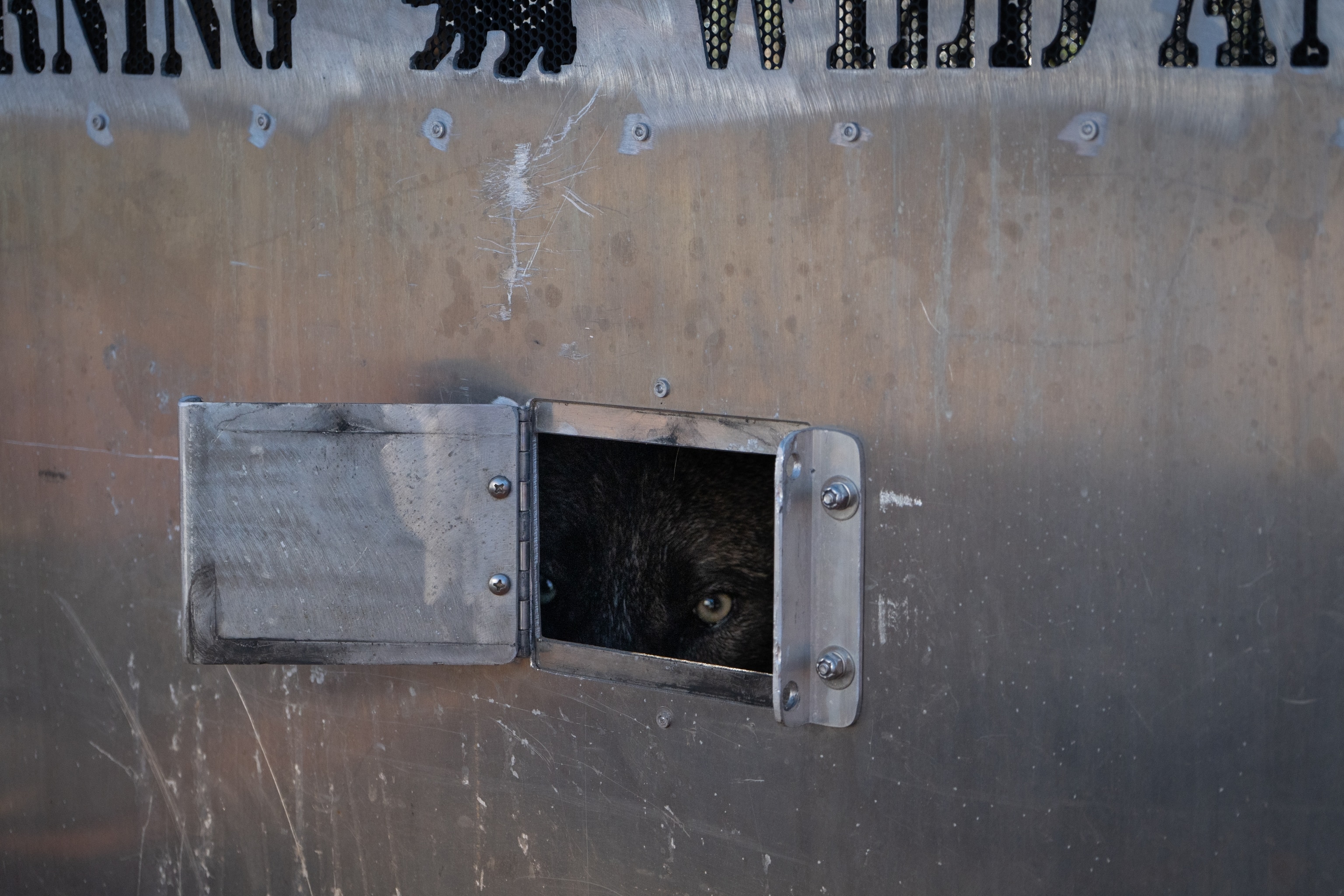 A gray wolf peers from its temporary enclosure after being fitted with a GPS collar by the California Department of Fish and Wildlife, helping Orrick and the California Wolf Project team understand the pack’s movements and predation patterns.