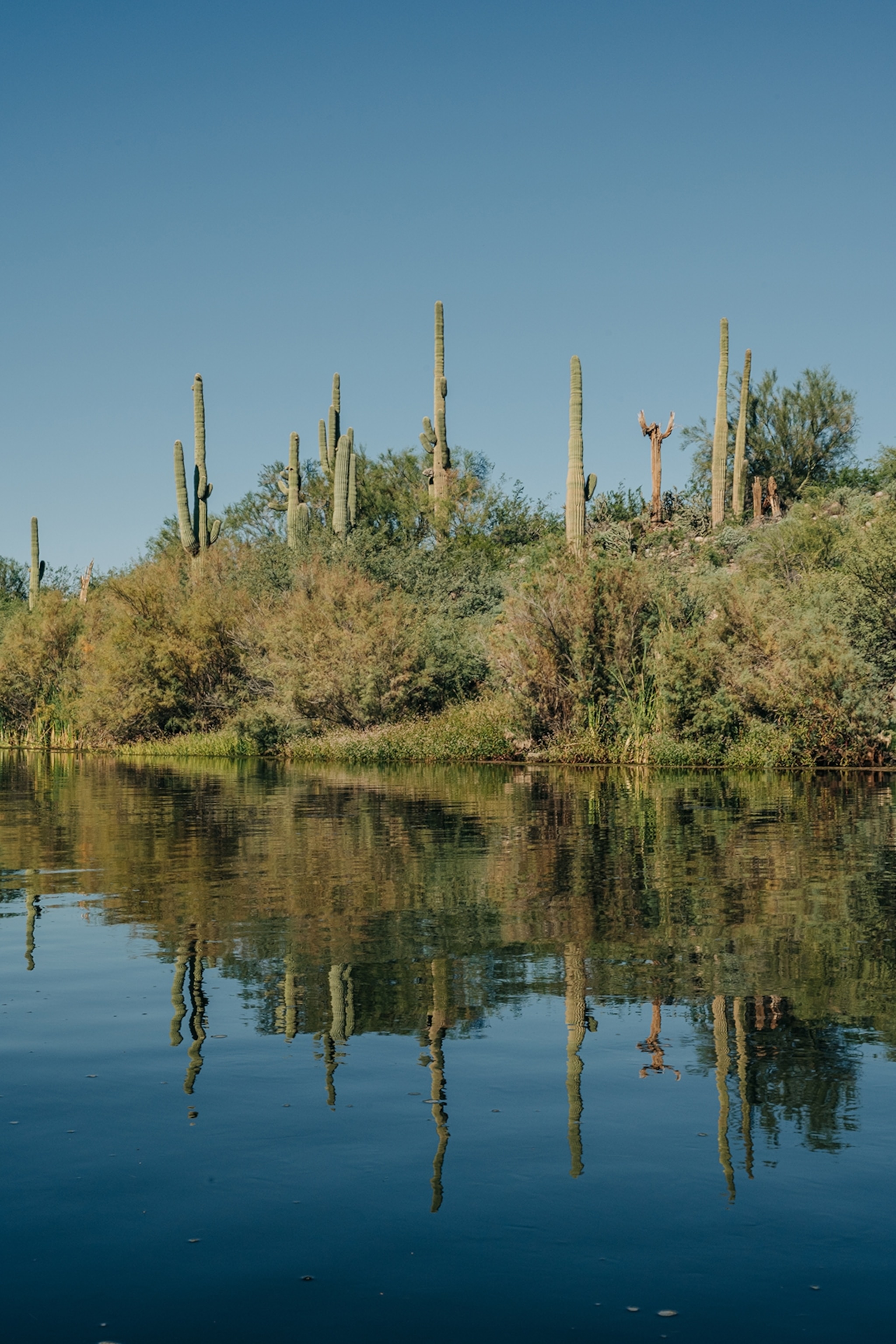 Saguaros lining the Salt River