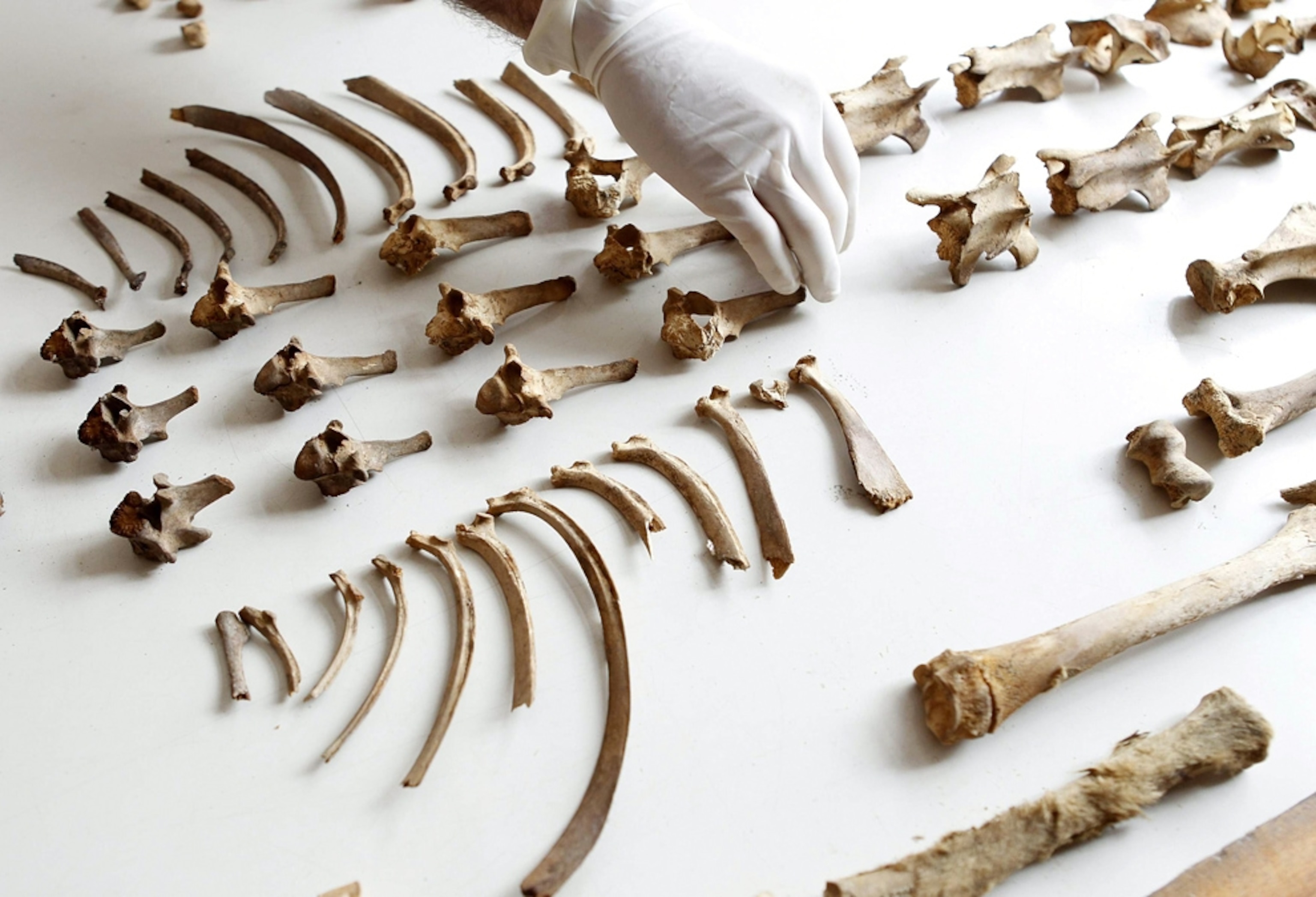Child sacrifice picture: bones of llama victim found buried in Peru with Chimu children