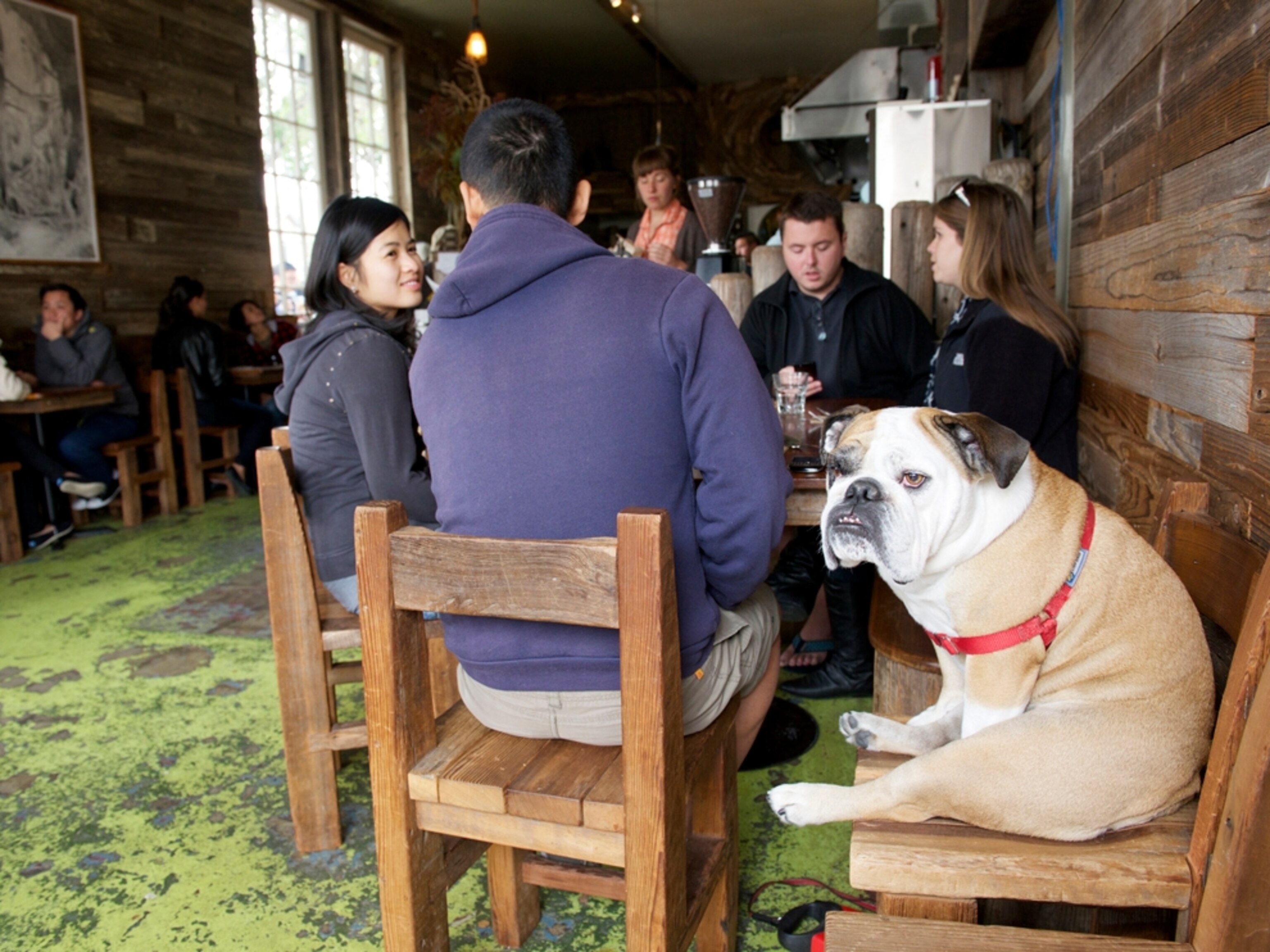 a bulldog sitting in a chair at a restaurant