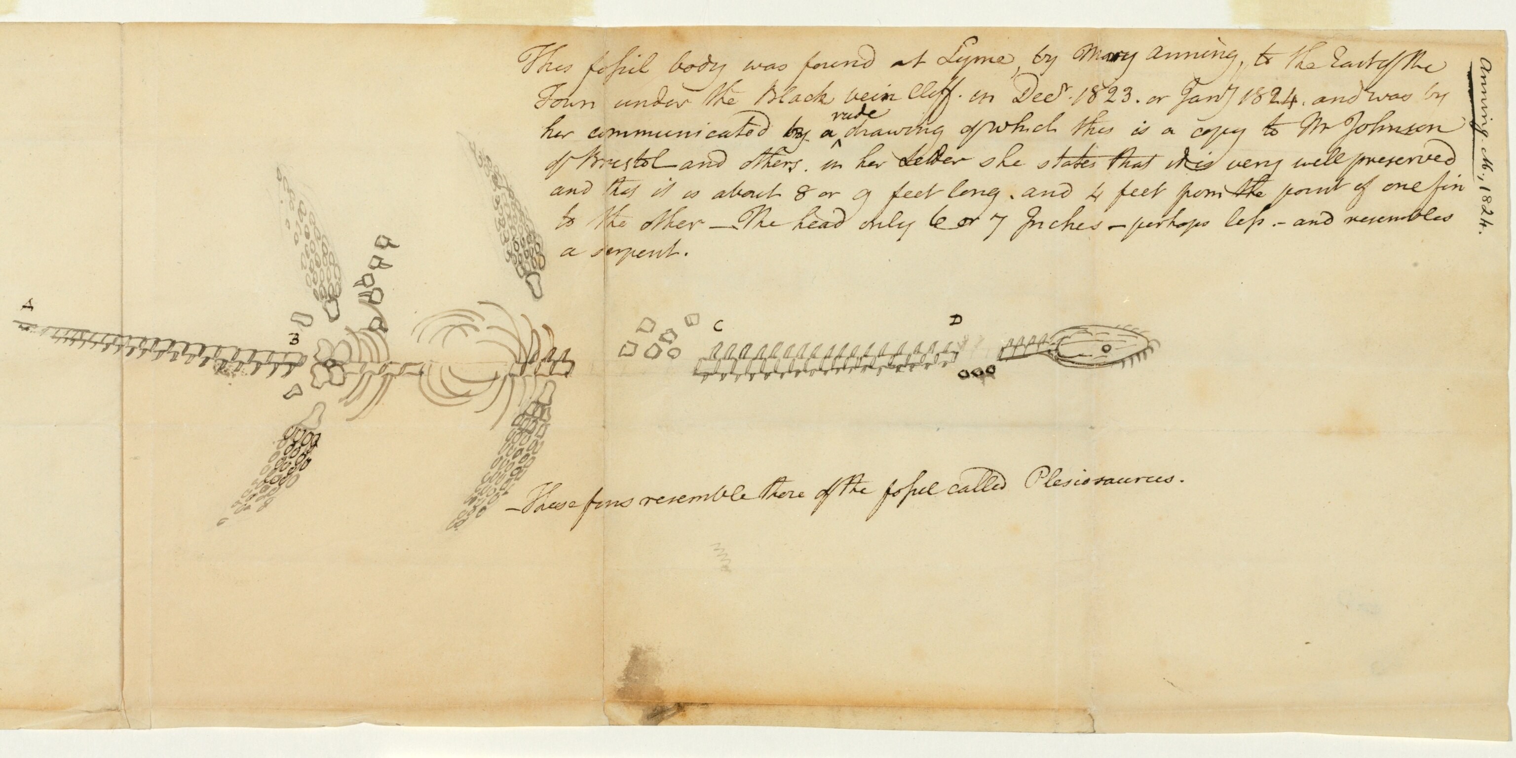 Mary Anning The fossil hunter who transformed Britain’s