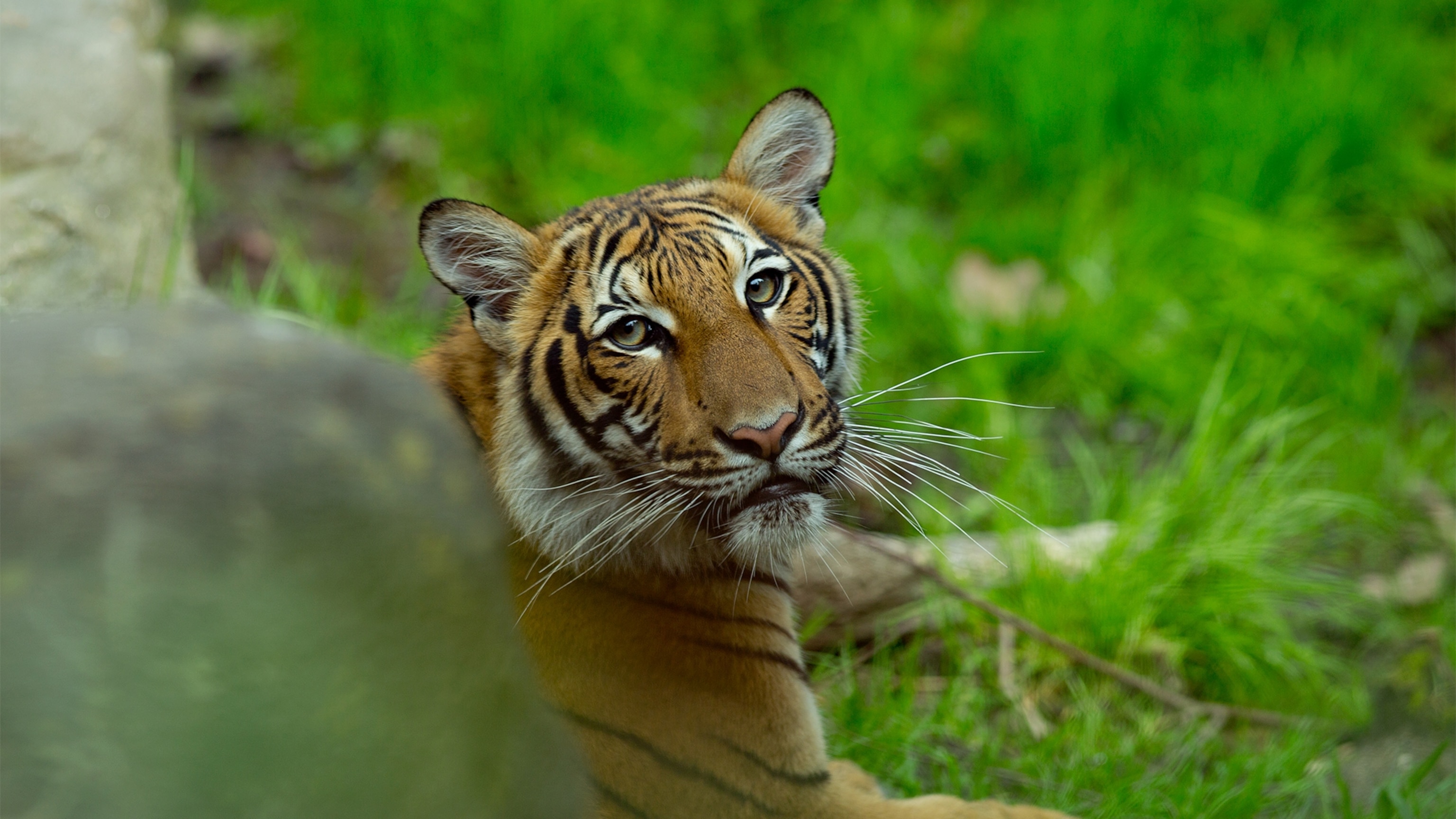malayan-tiger-bronx-zoo_16x9.