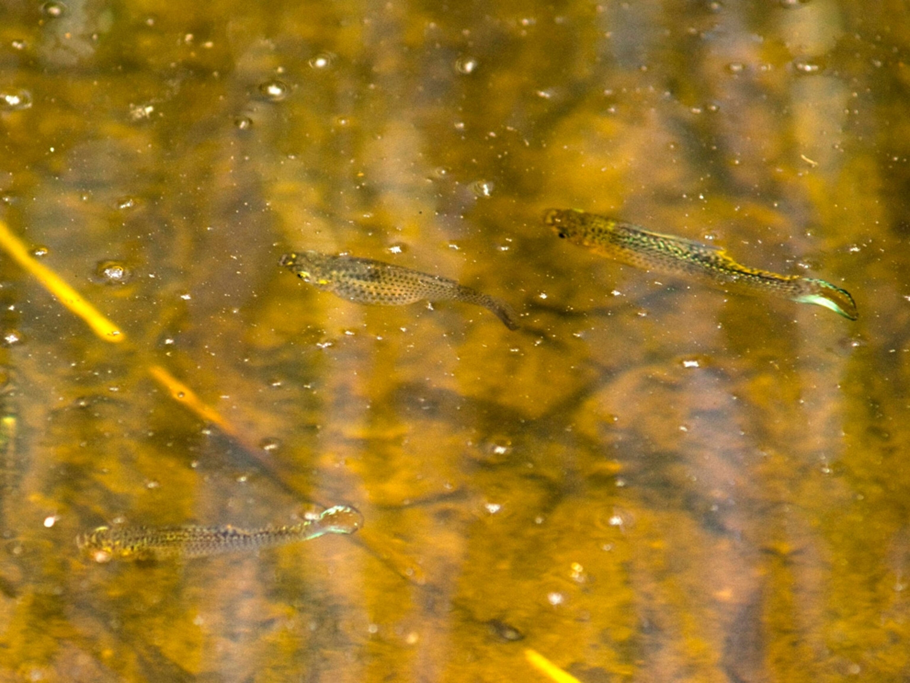 Fish in salt marsh