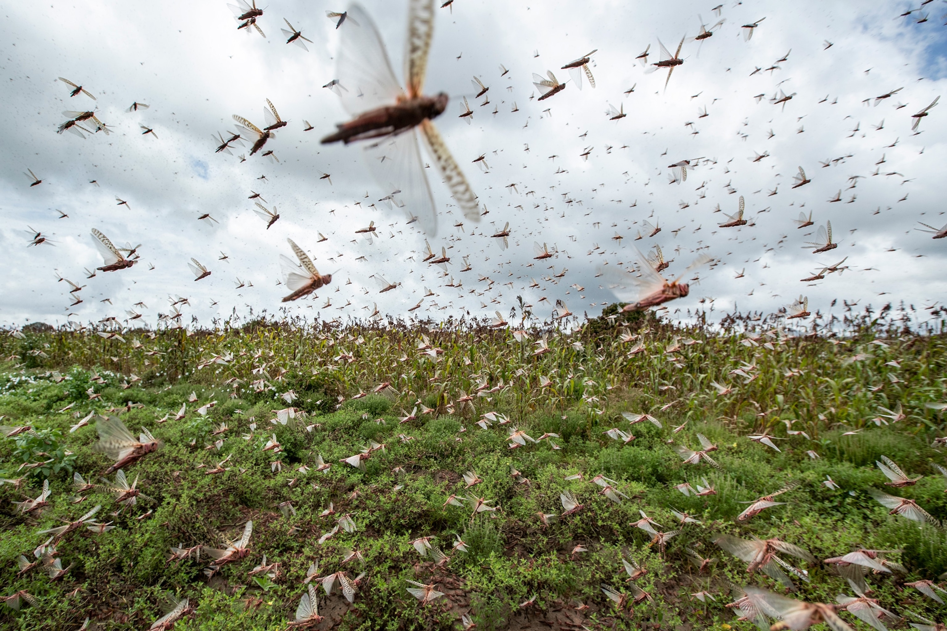 a swarm of desert locusts flying