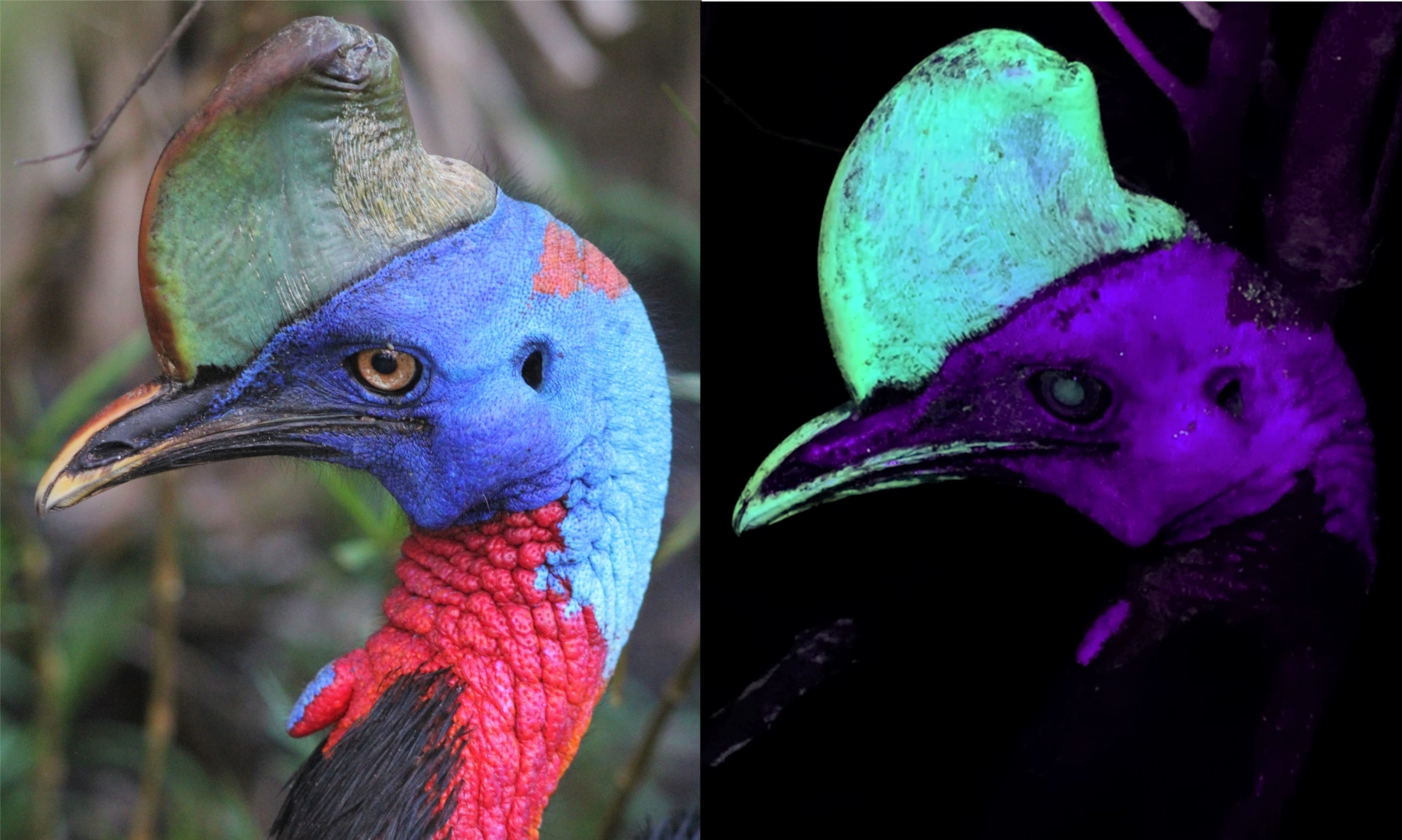A northern cassowary under visible (left) and ultraviolet light (right) illustrating the bright green-blue ultraviolet biofluorescence of the casque surface.