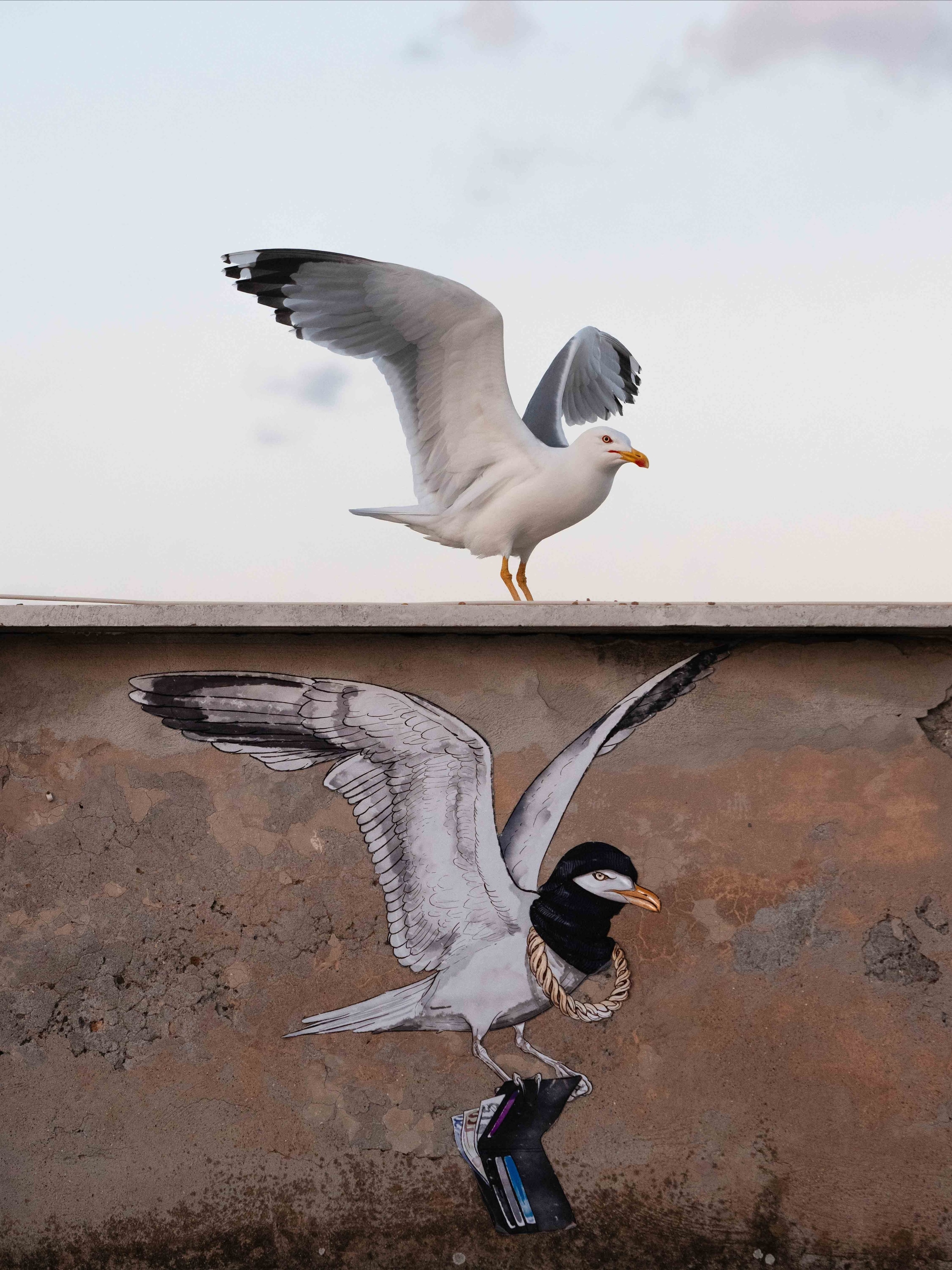 A white-bodied yellow-legged gull stands on a wall painted with gull artwork in Rome, Italy. The gull artwork shows a gull in the same position wearing a black ski mask and a gold chain, holding an open wallet in its claws.
