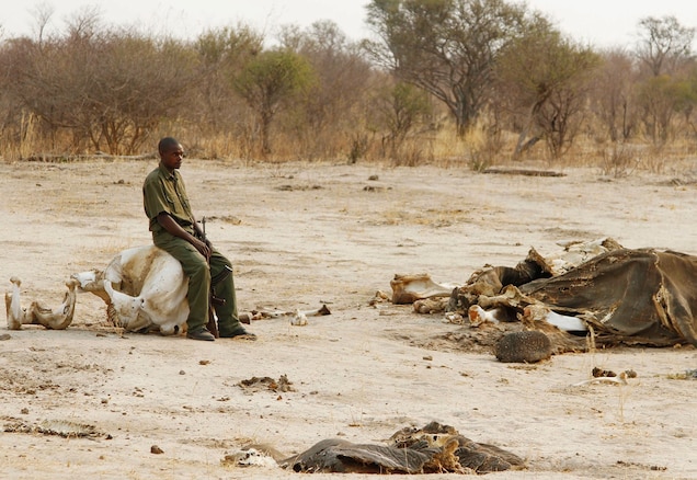 A park warden sits on the skull of an elephant that died by cyanide poisoning in Zimbabwe’s Hwange National Park in 2013, where poaching has increased significantly in some areas. Photograph by Aaron Ufumeli, EPA/Corbis