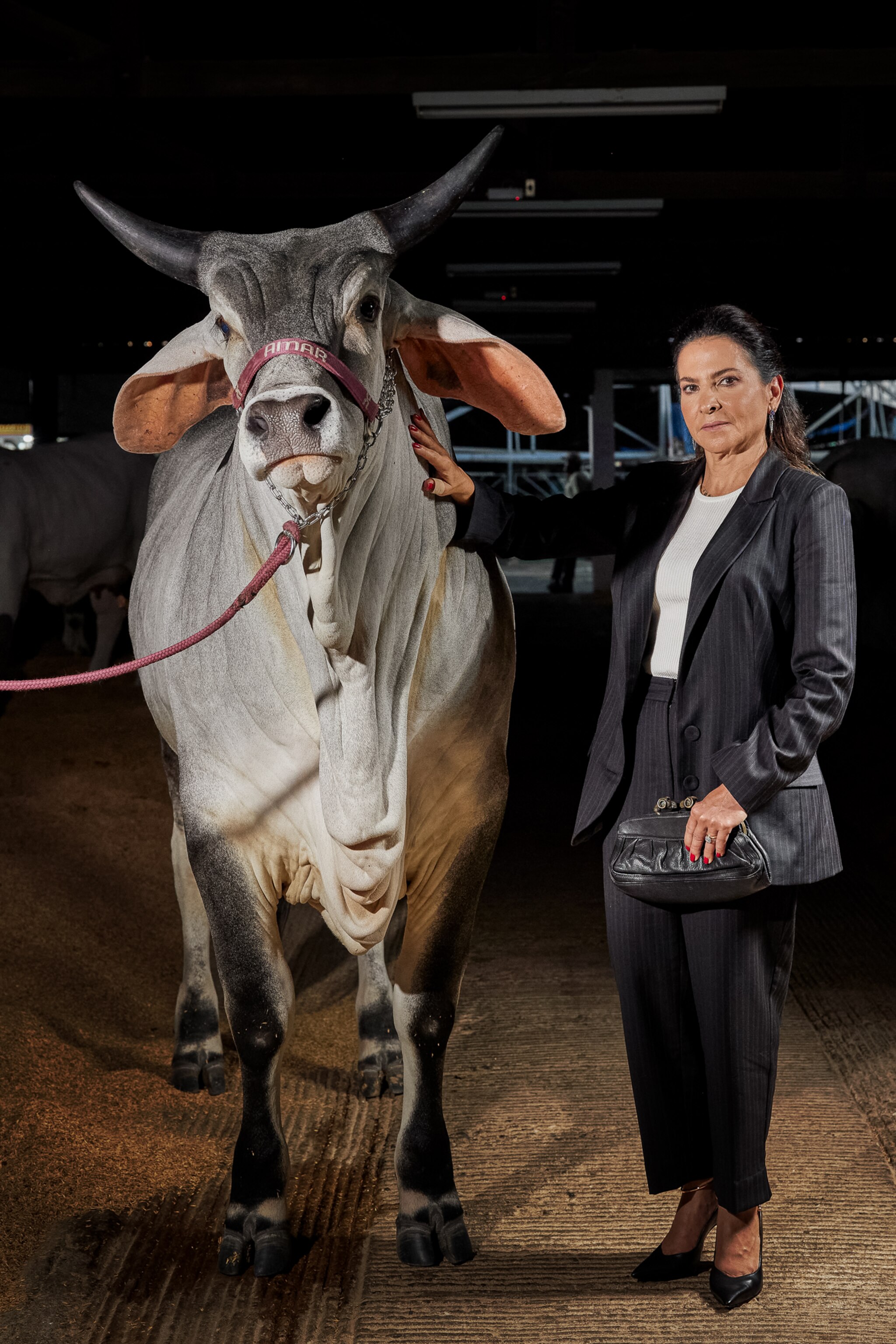 This is the world’s most expensive cow