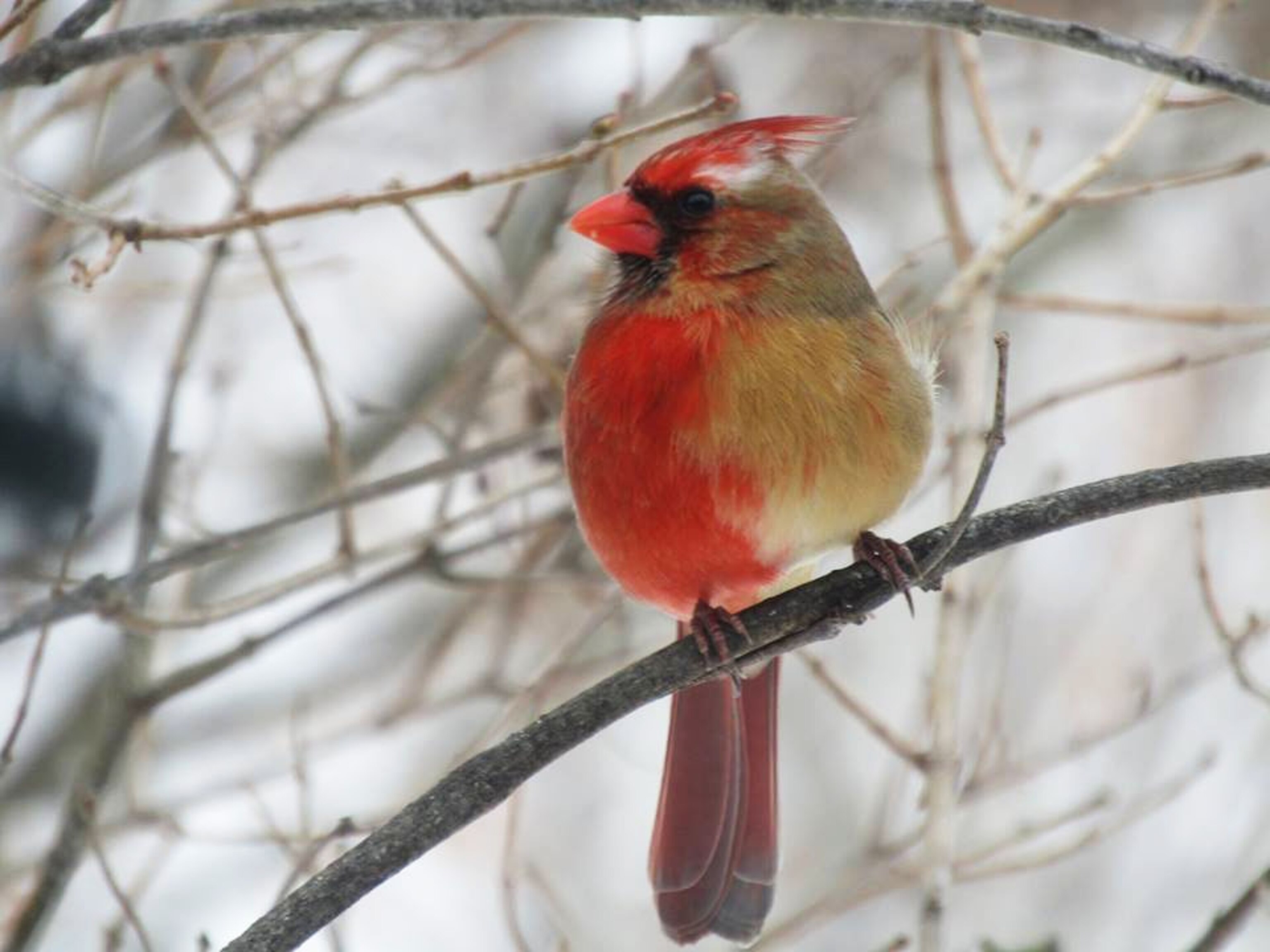 a cardinal displaying half male, half female plumage
