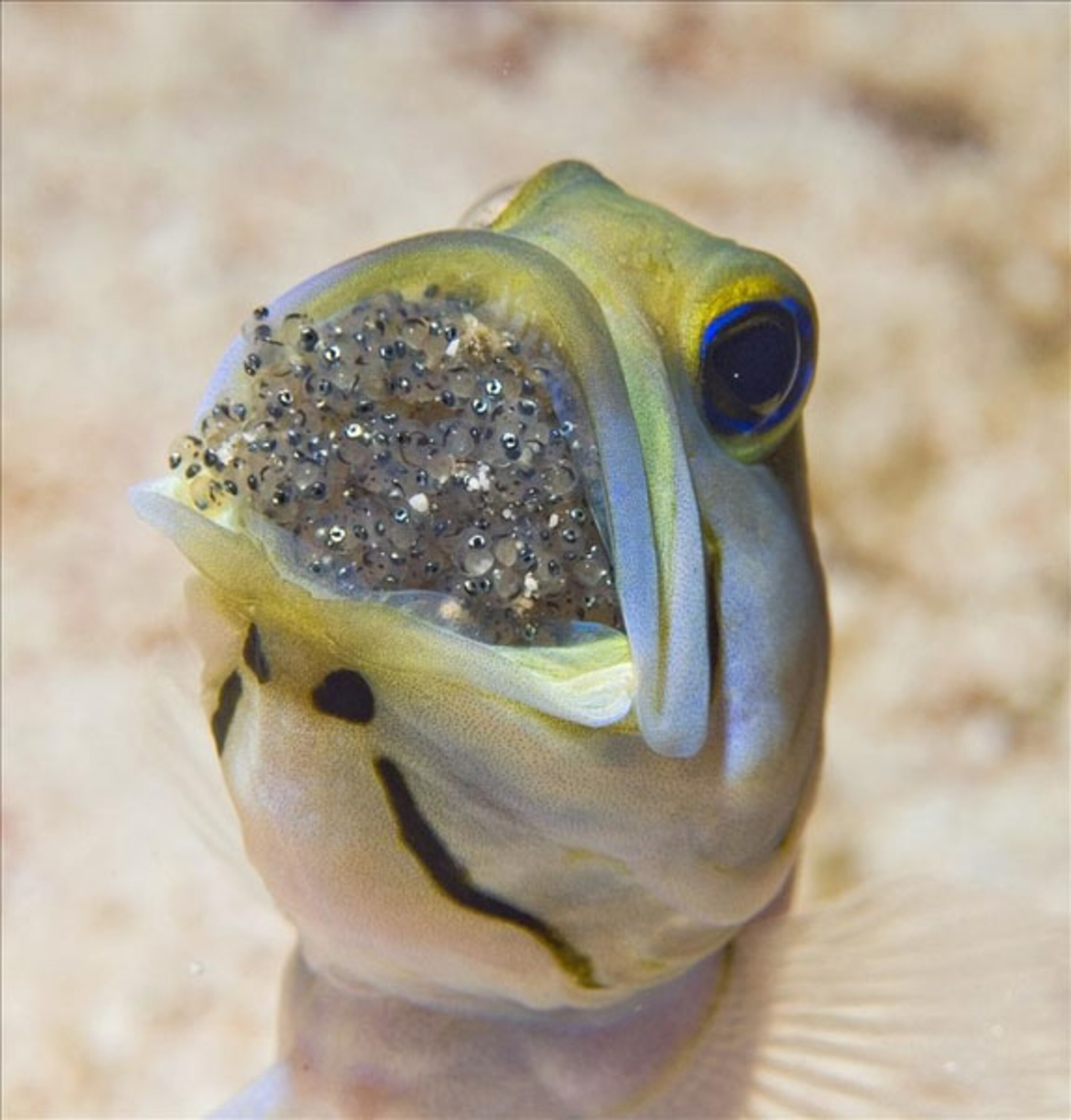 A male Yellowhead Jawfish incubates eggs in its mouth in the waters of Little Cayman Island