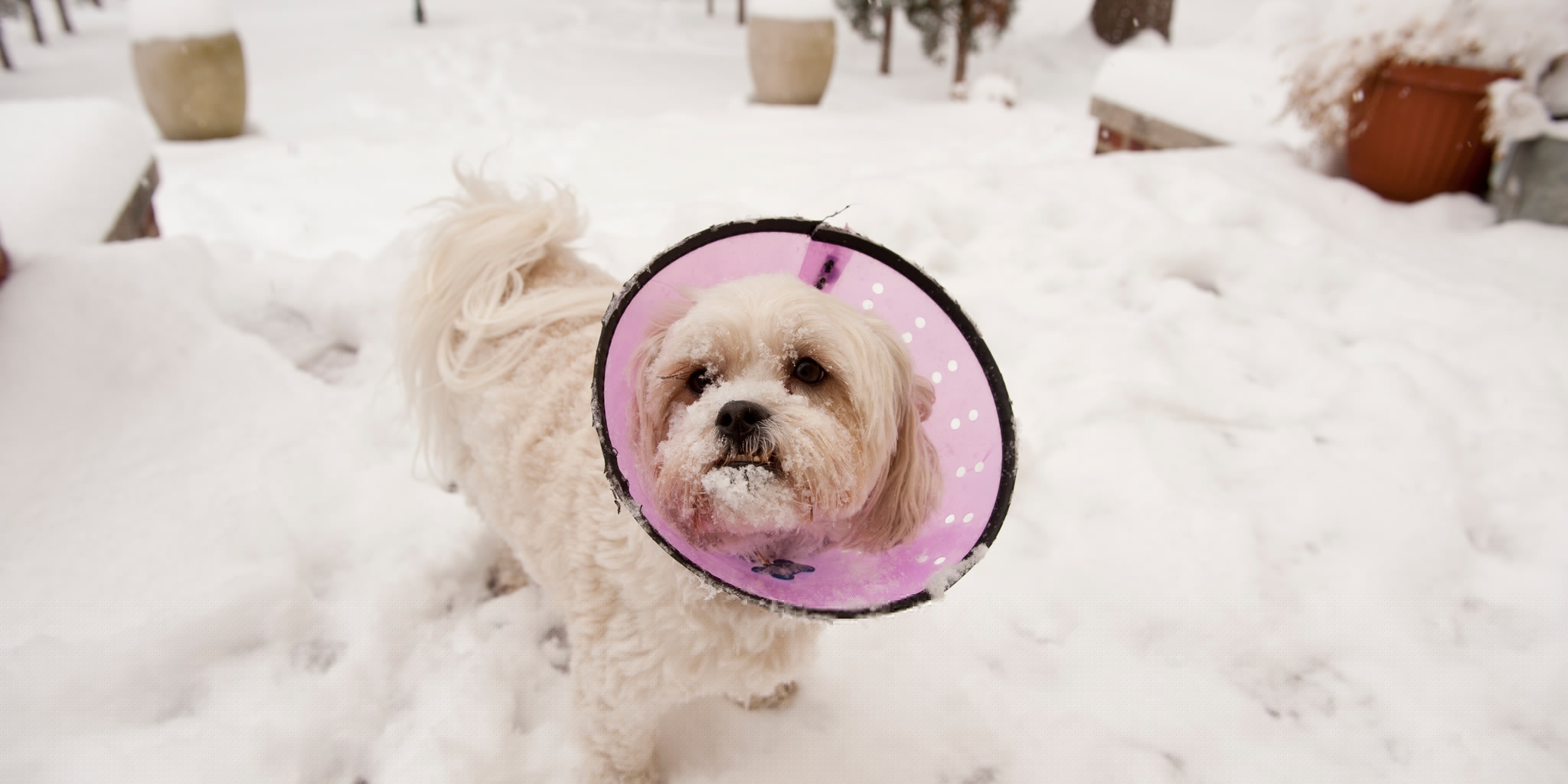 Can A Dog Get Sick From Eating Too Much Snow