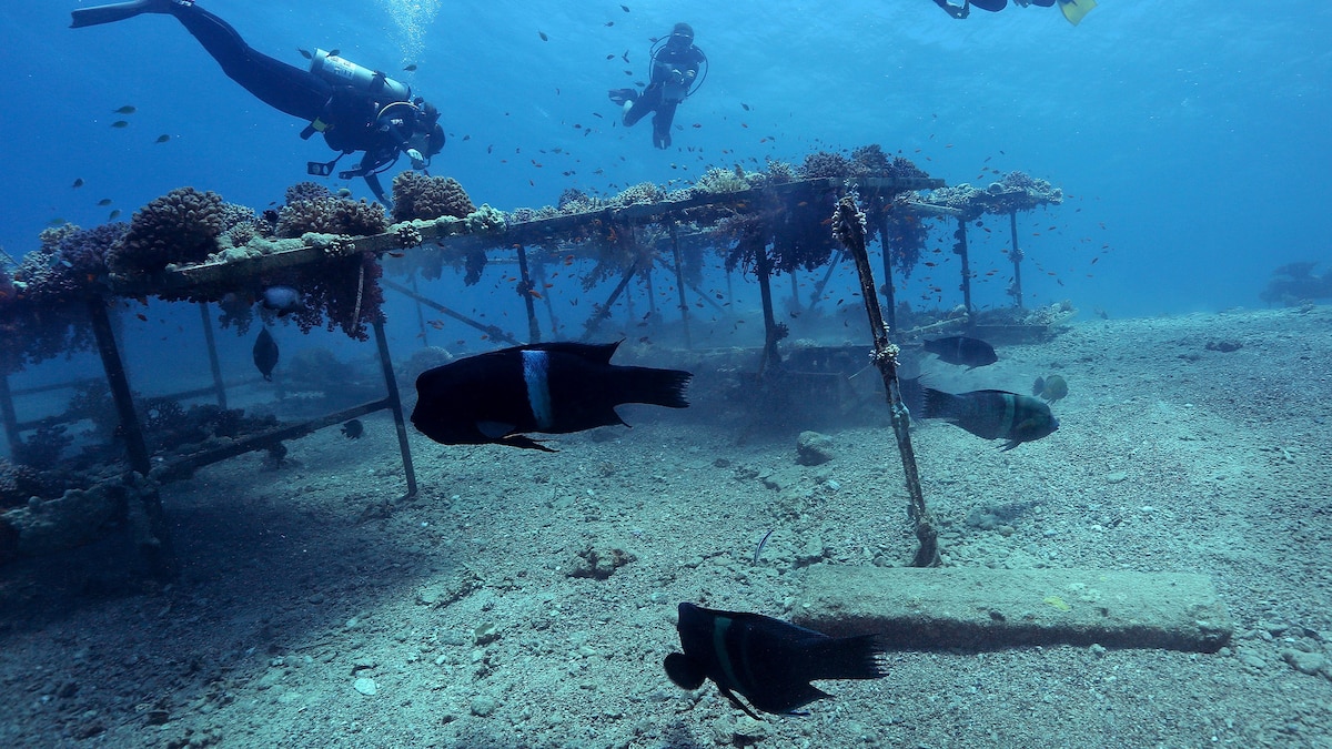 Jordan is Relocating Coral Reefs in the Red Sea