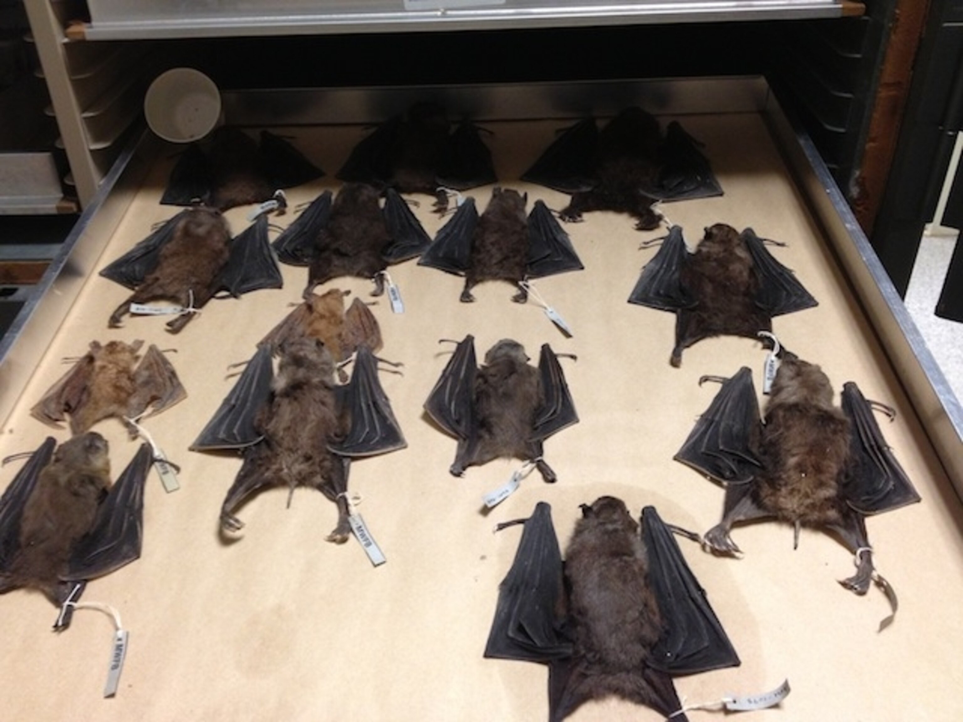 A Windowless Library For Wildlife Protection